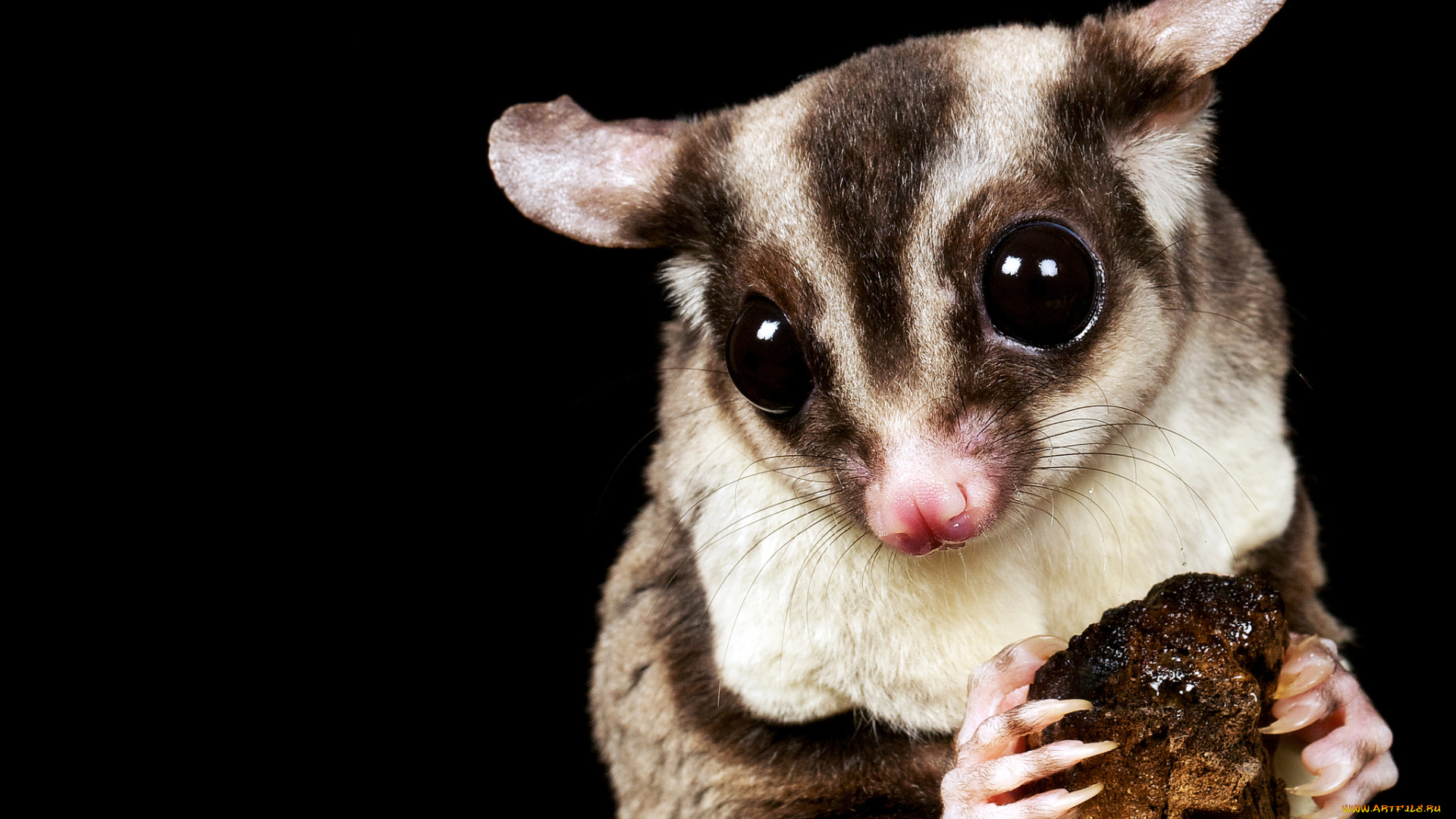 животные, лемуры, малыш