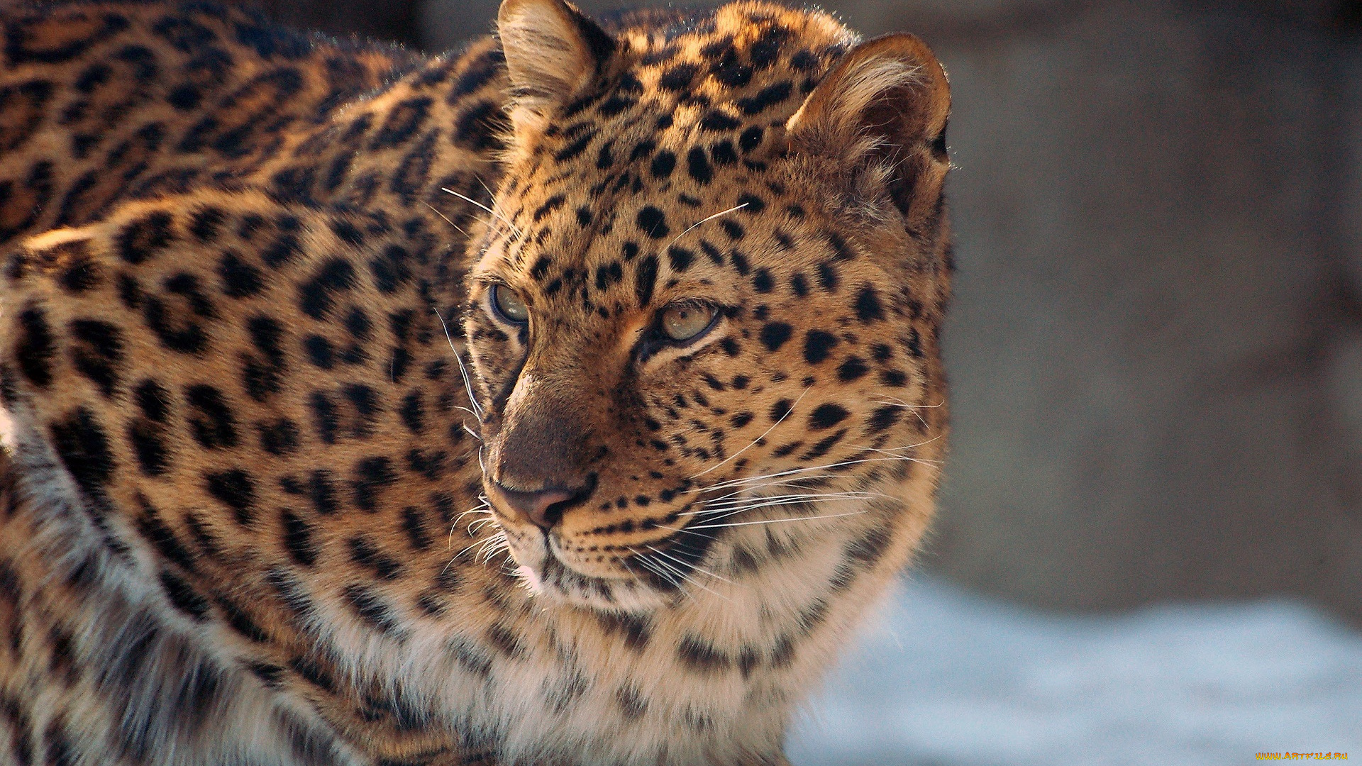 животные, леопарды, лежит, кошка