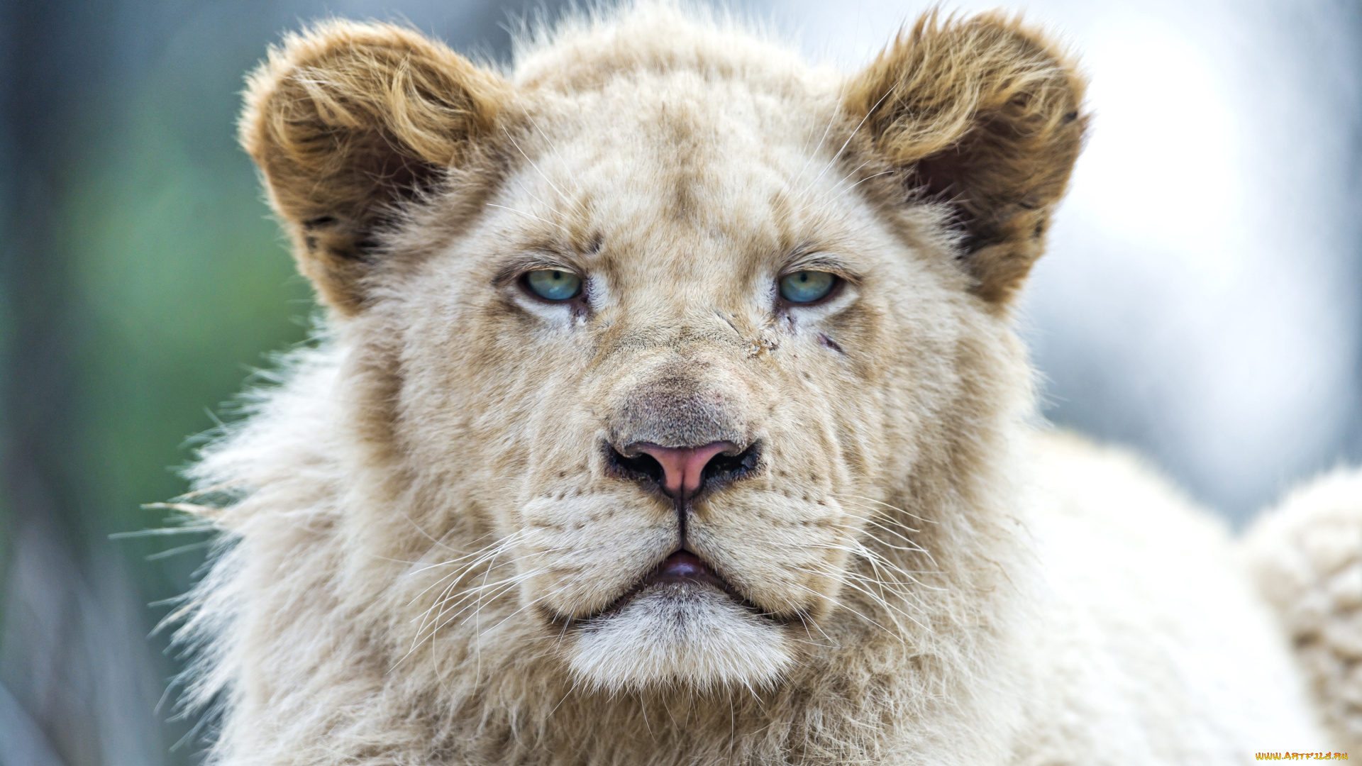 животные, львы, портрет, морда