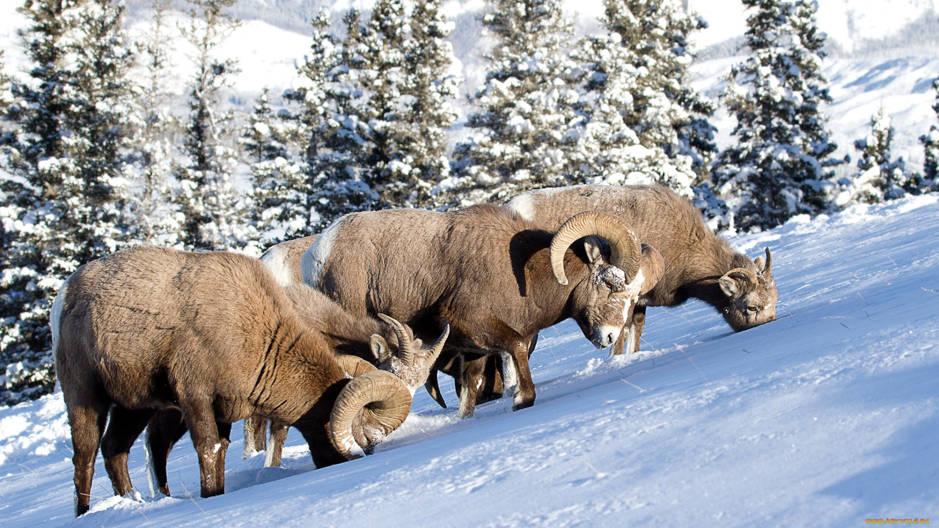 животные, овцы, бараны, снег, рога