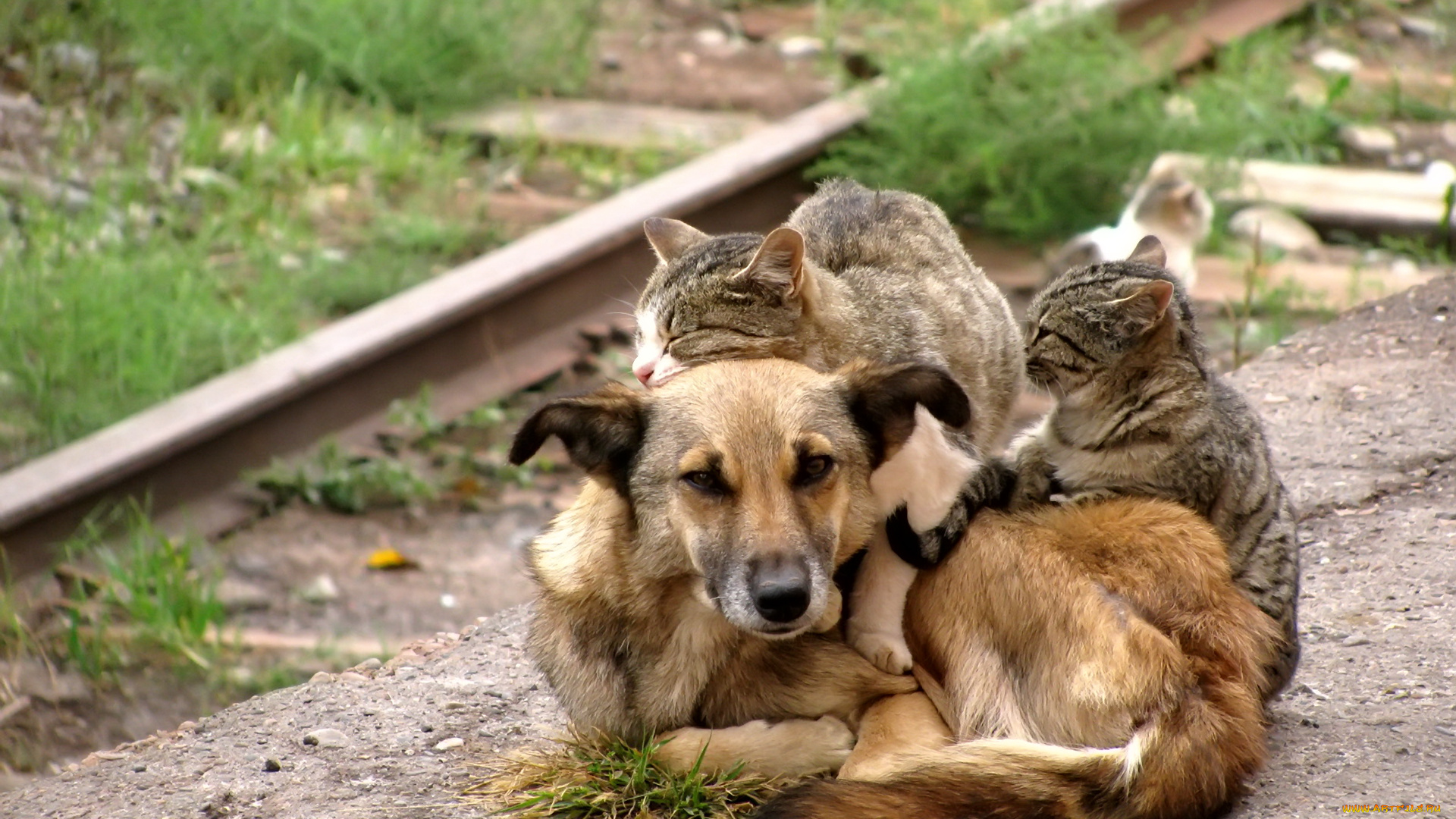 животные, разные, вместе, друзья, кошки, собака
