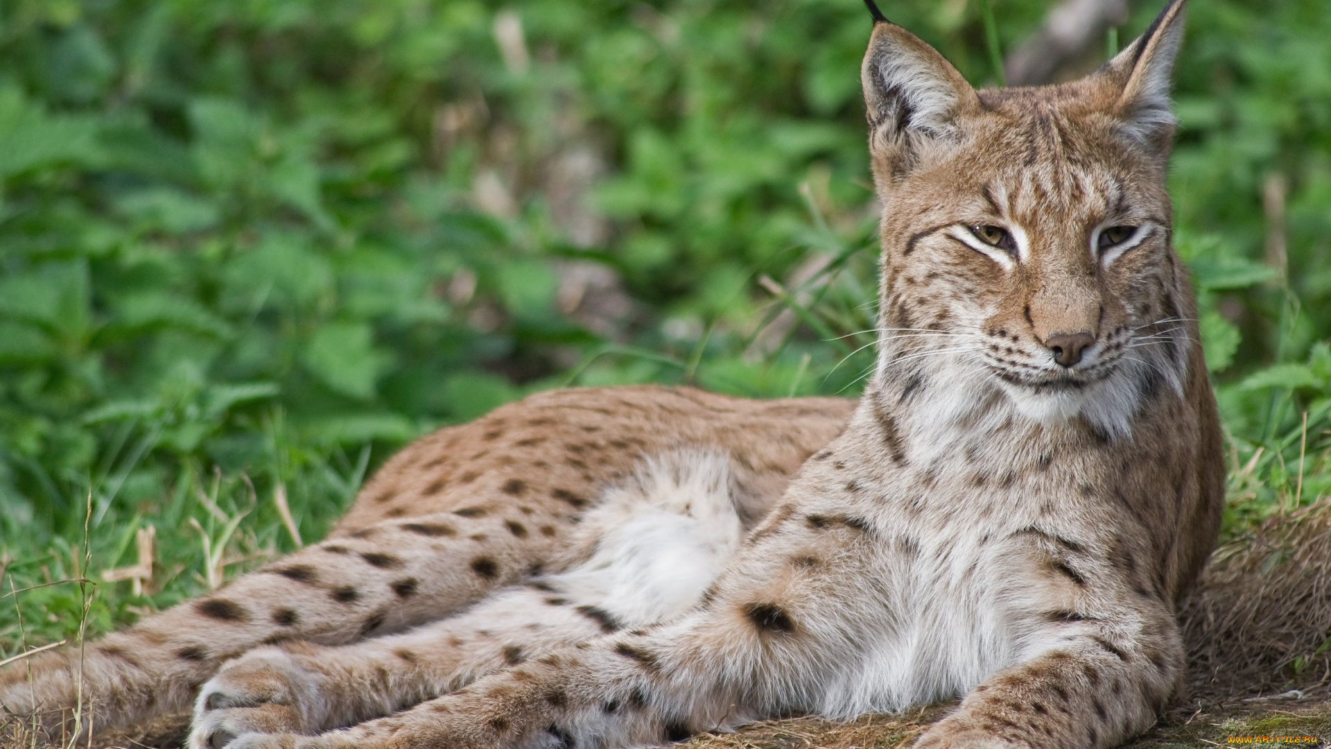 животные, рыси, рысь, кошка, лежит