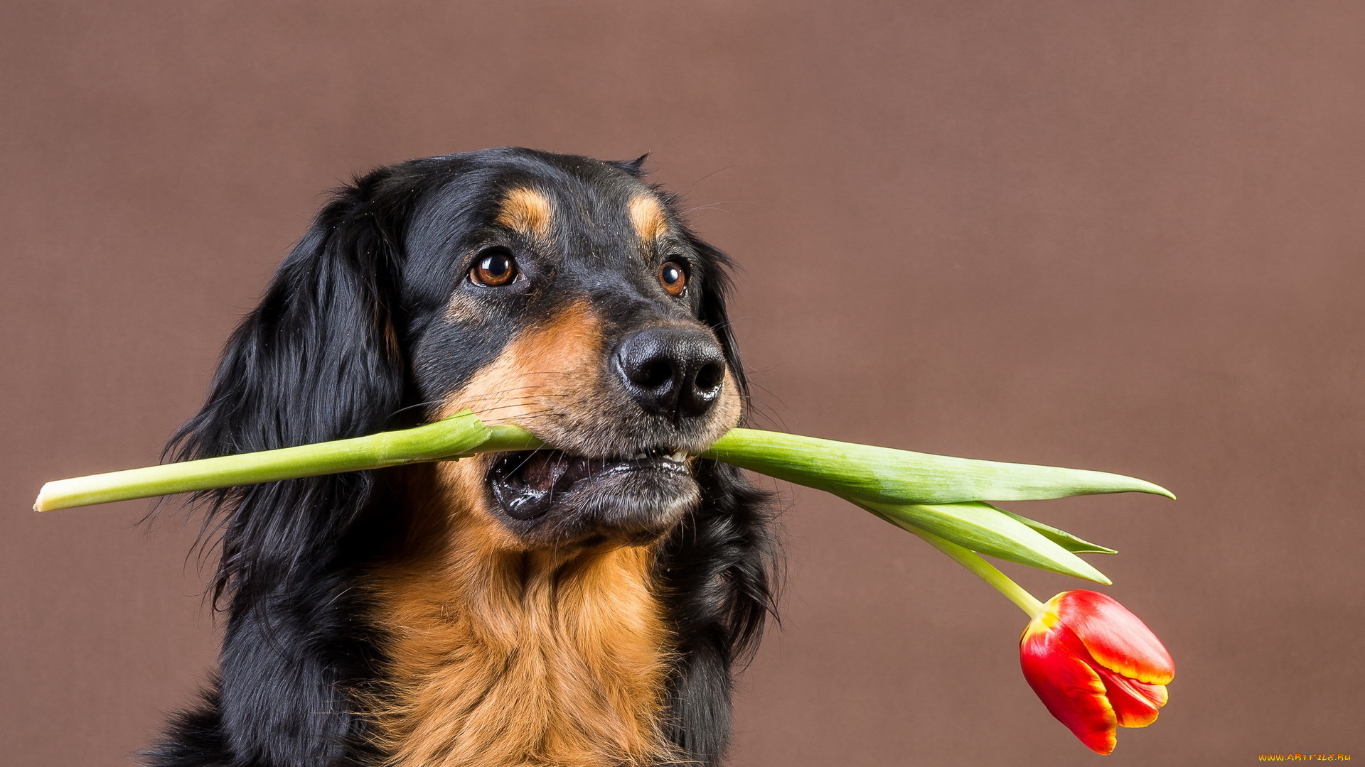 животные, собаки, друг, тюльпан, собака
