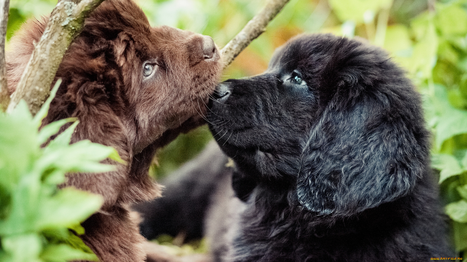 животные, собаки, ньюфаундленд