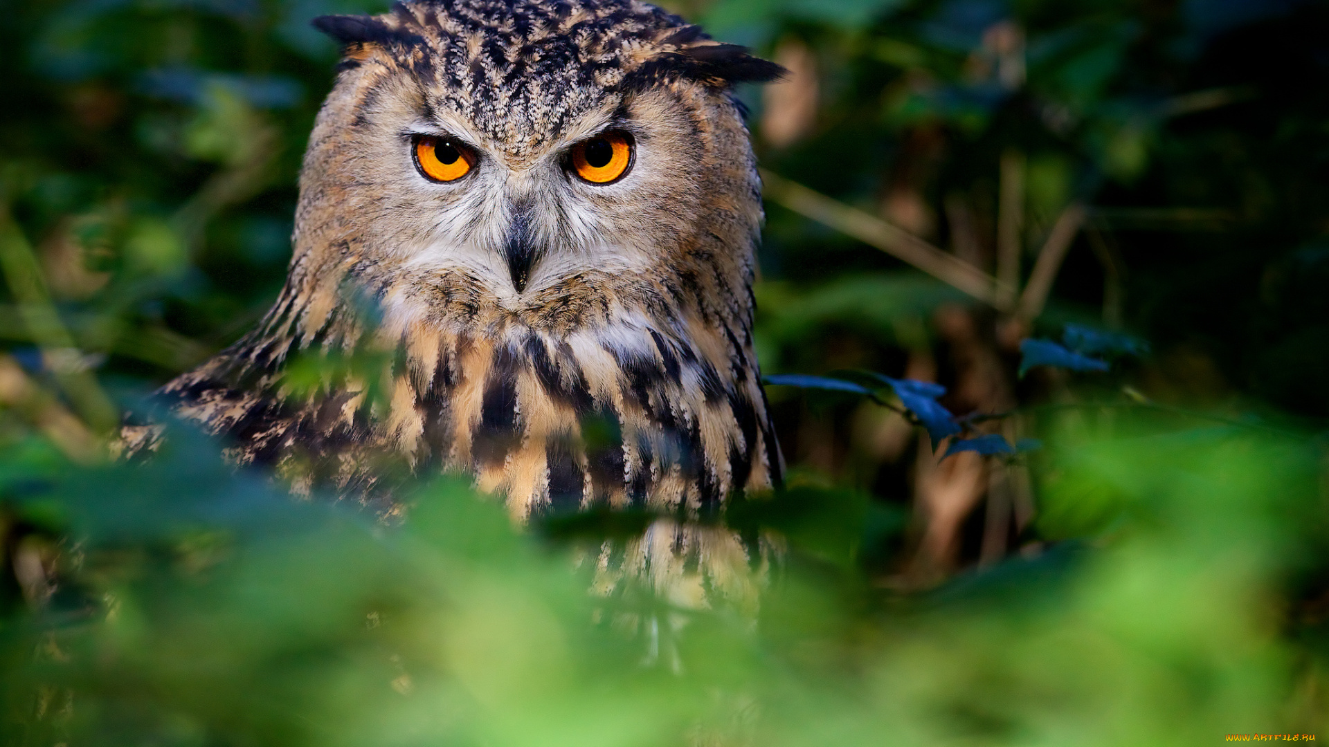 животные, совы, взгляд, птица, филин