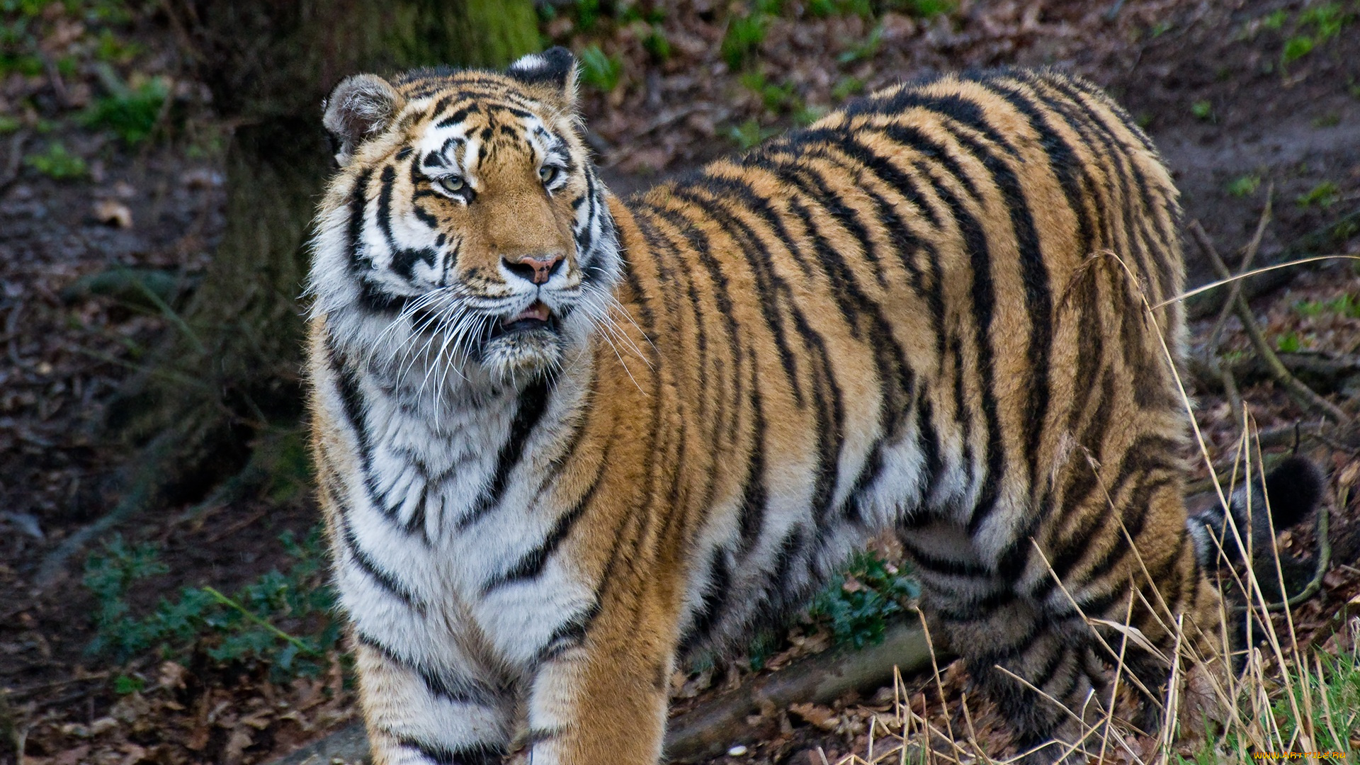 животные, тигры, амурский, тигр, кошка