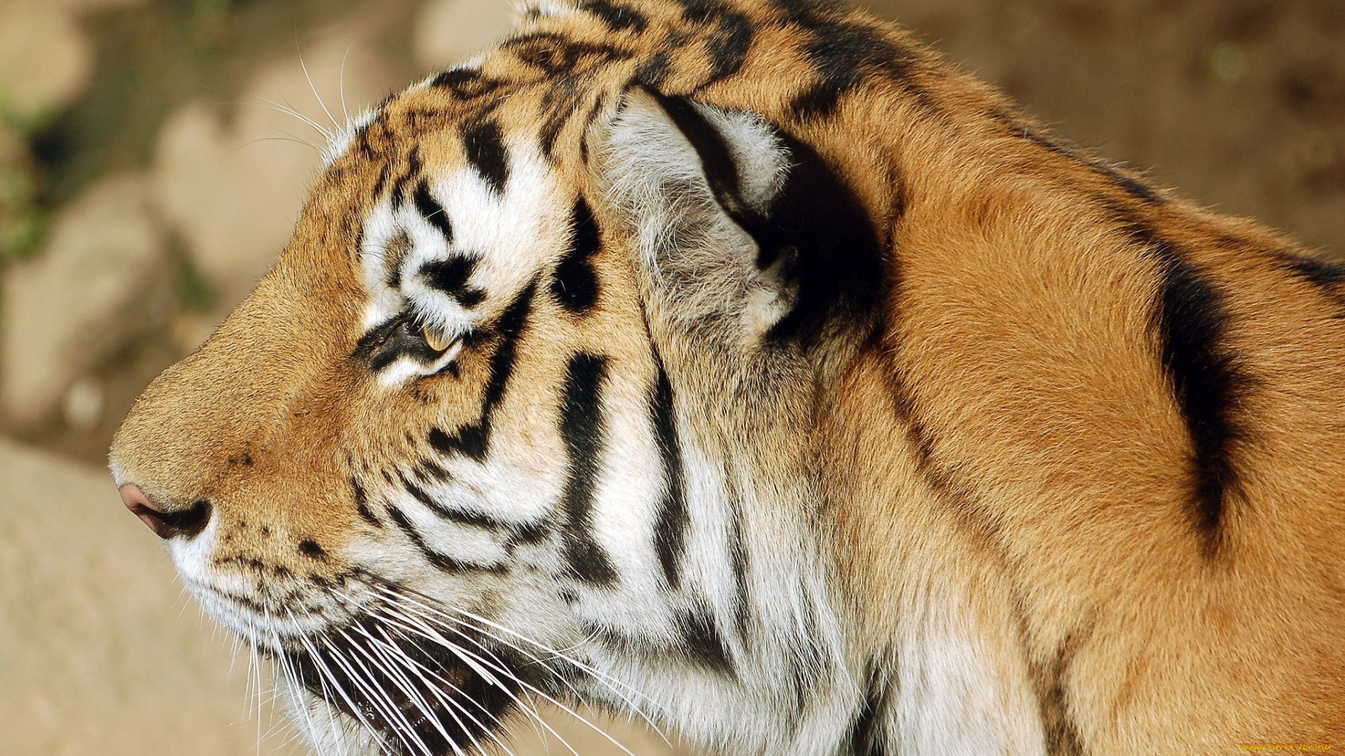 животные, тигры, морда, кошка