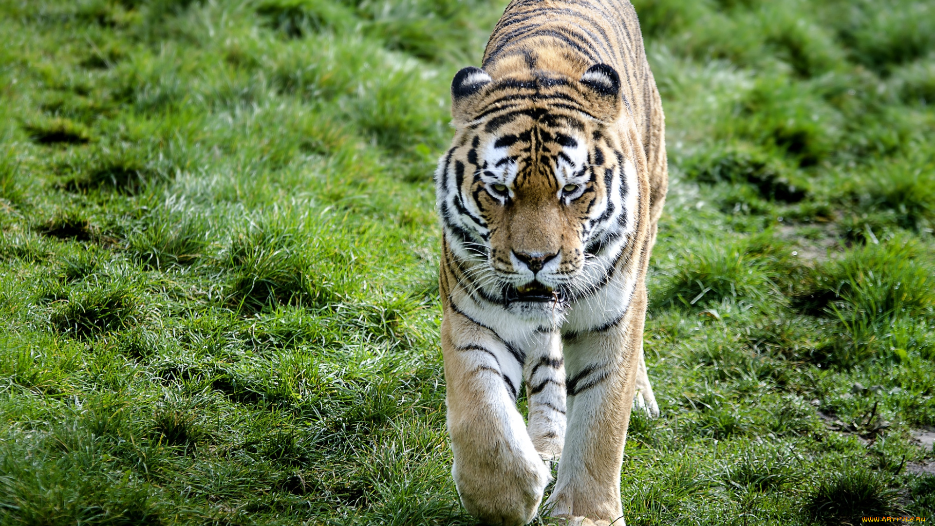 животные, тигры, полосатый