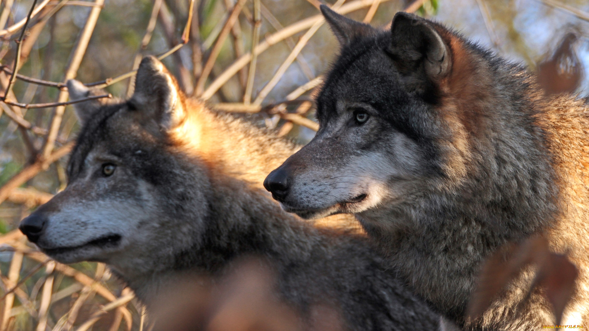 животные, волки, профиль, хищники