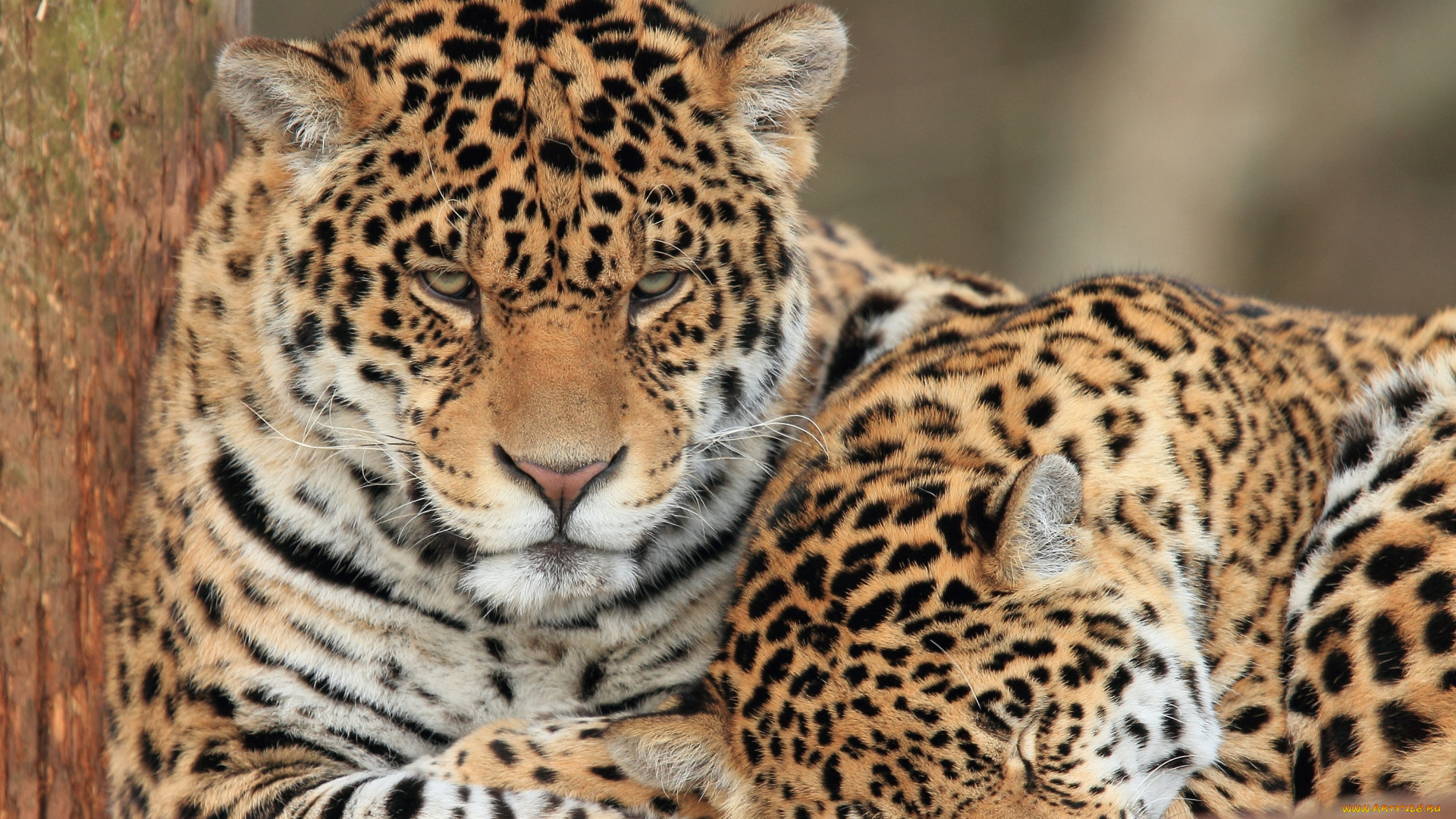 животные, Ягуары, ягуары, пара