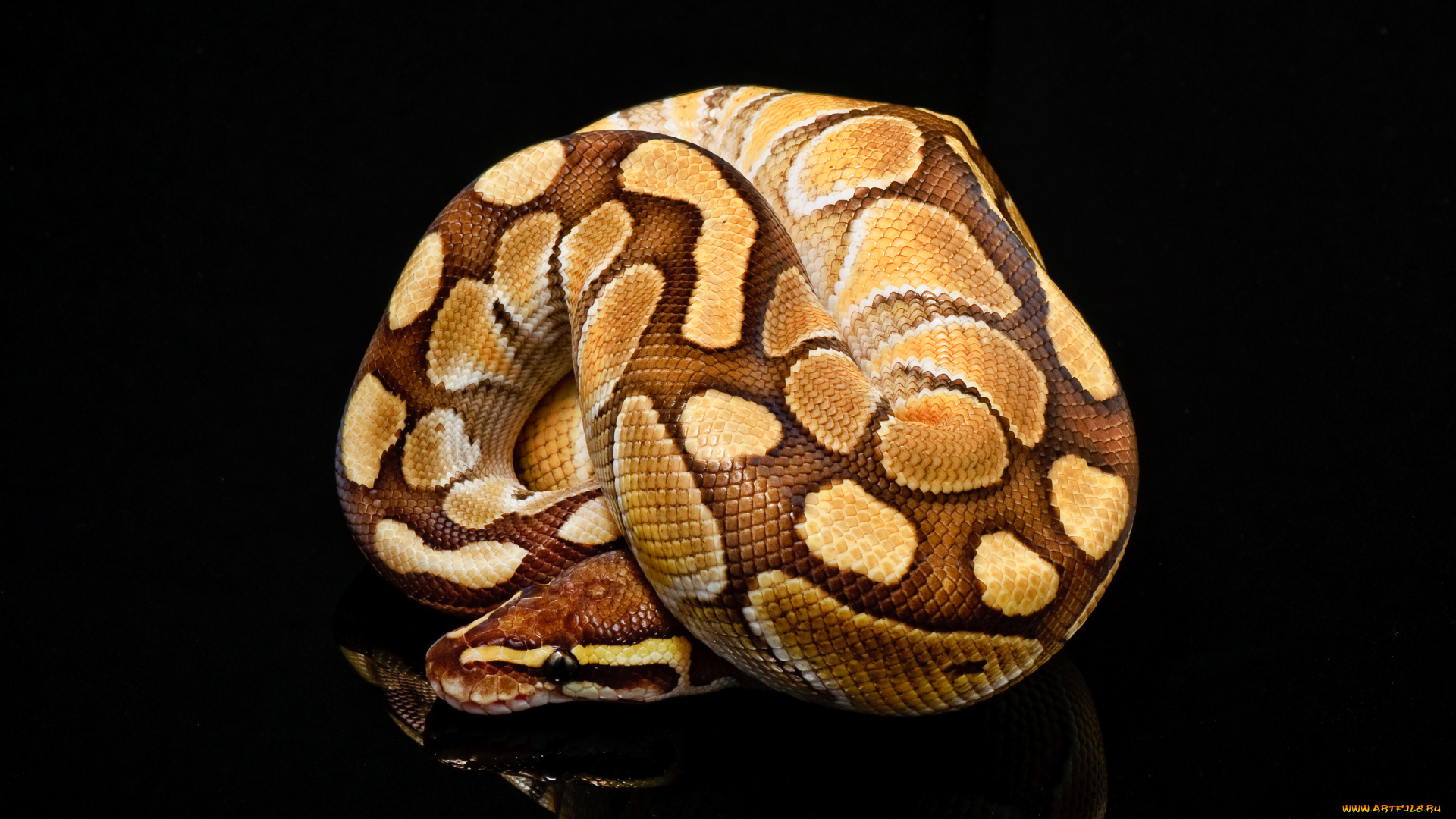 животные, змеи, питоны, кобры, пятна