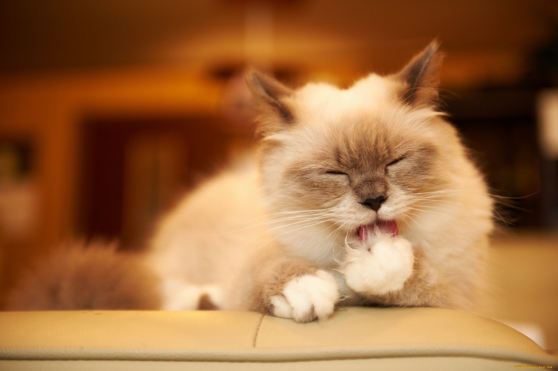 животные, коты, мойдодыр