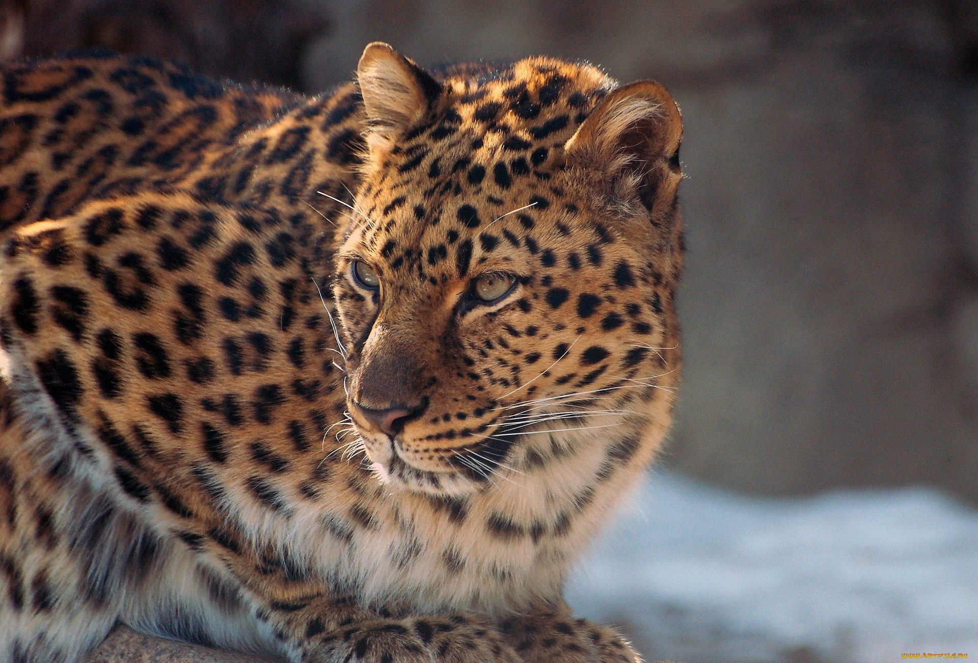 животные, леопарды, лежит, кошка