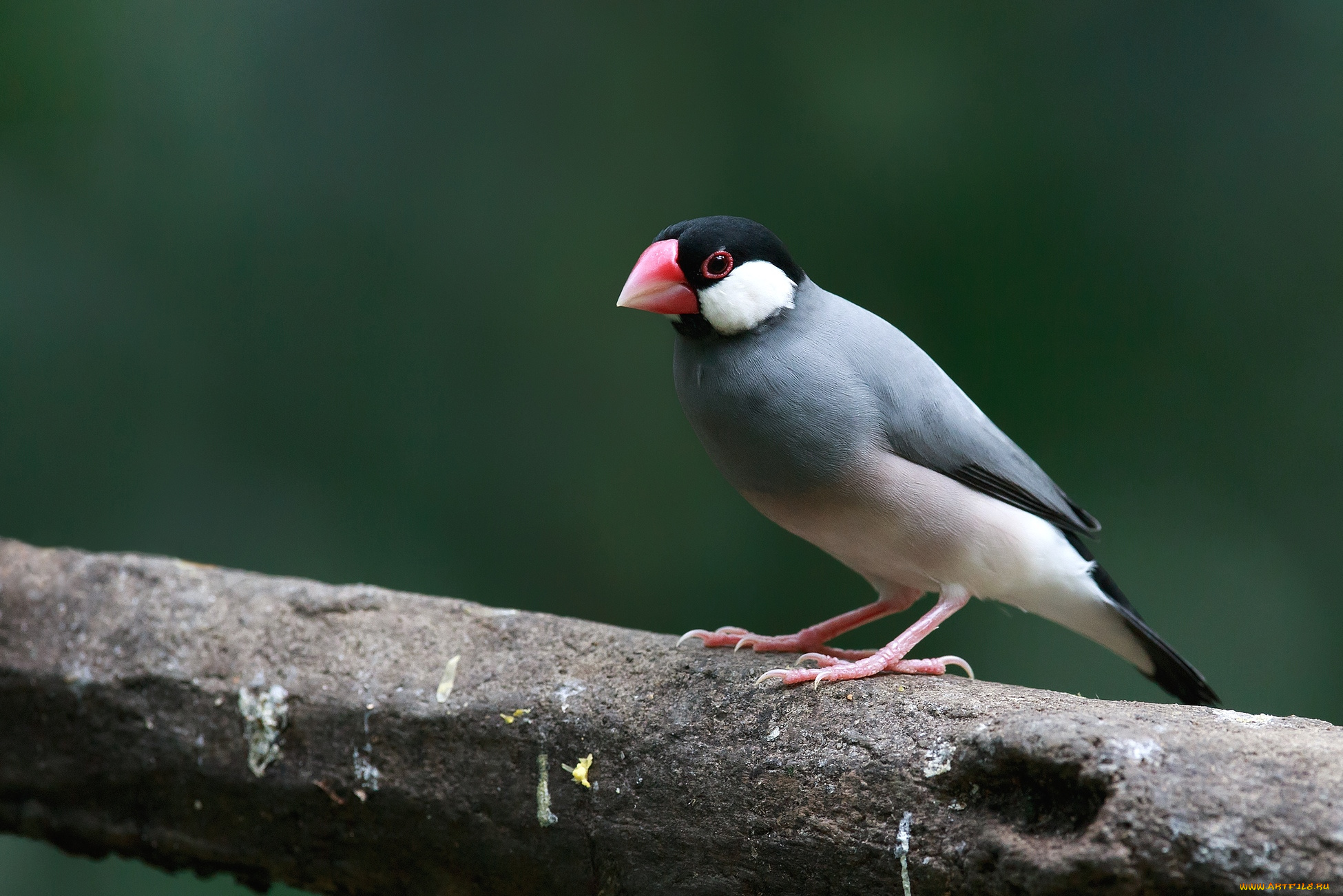 Яванский, воробей, животные, воробьи, птичка