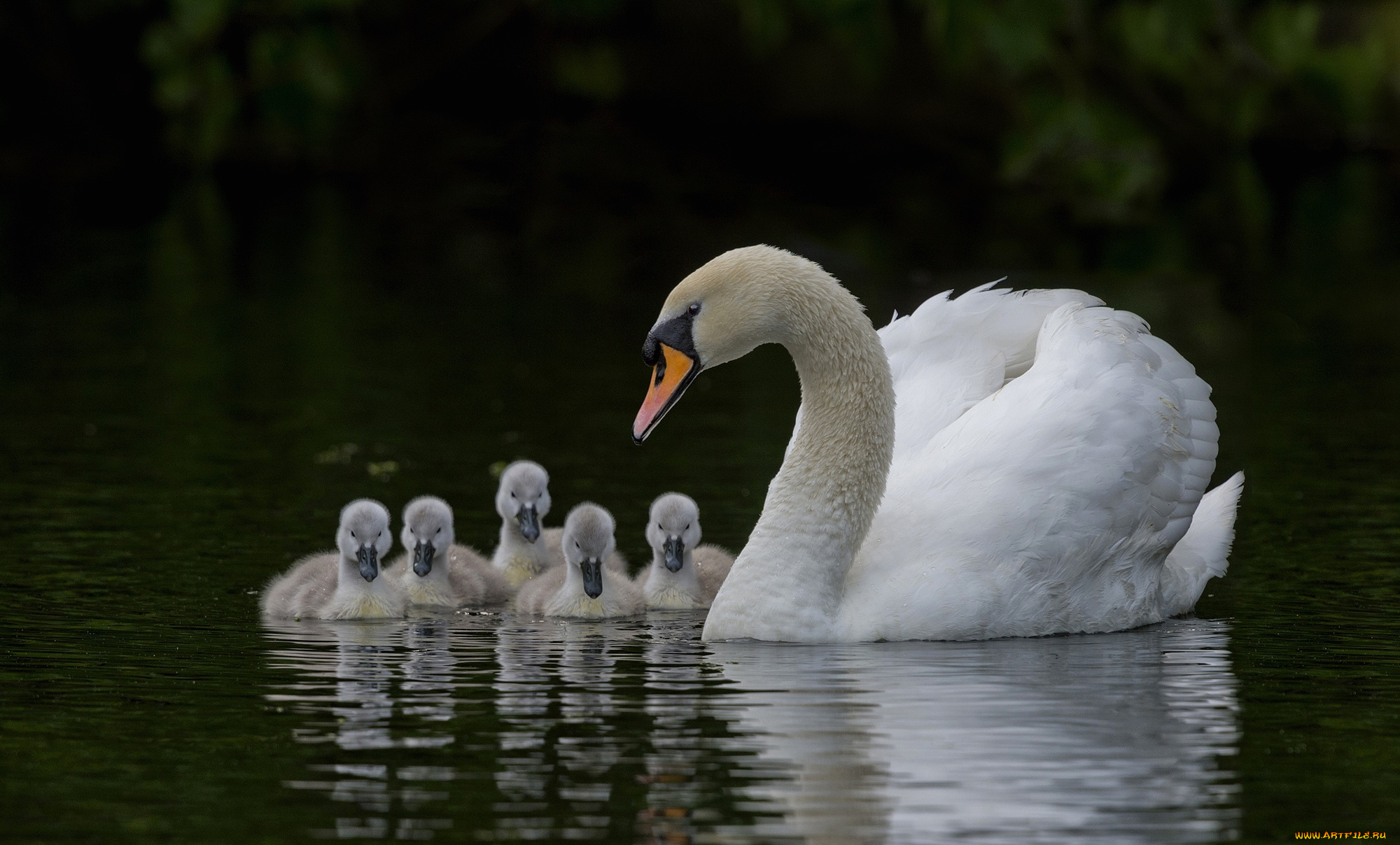 животные, лебеди, семья, шипун