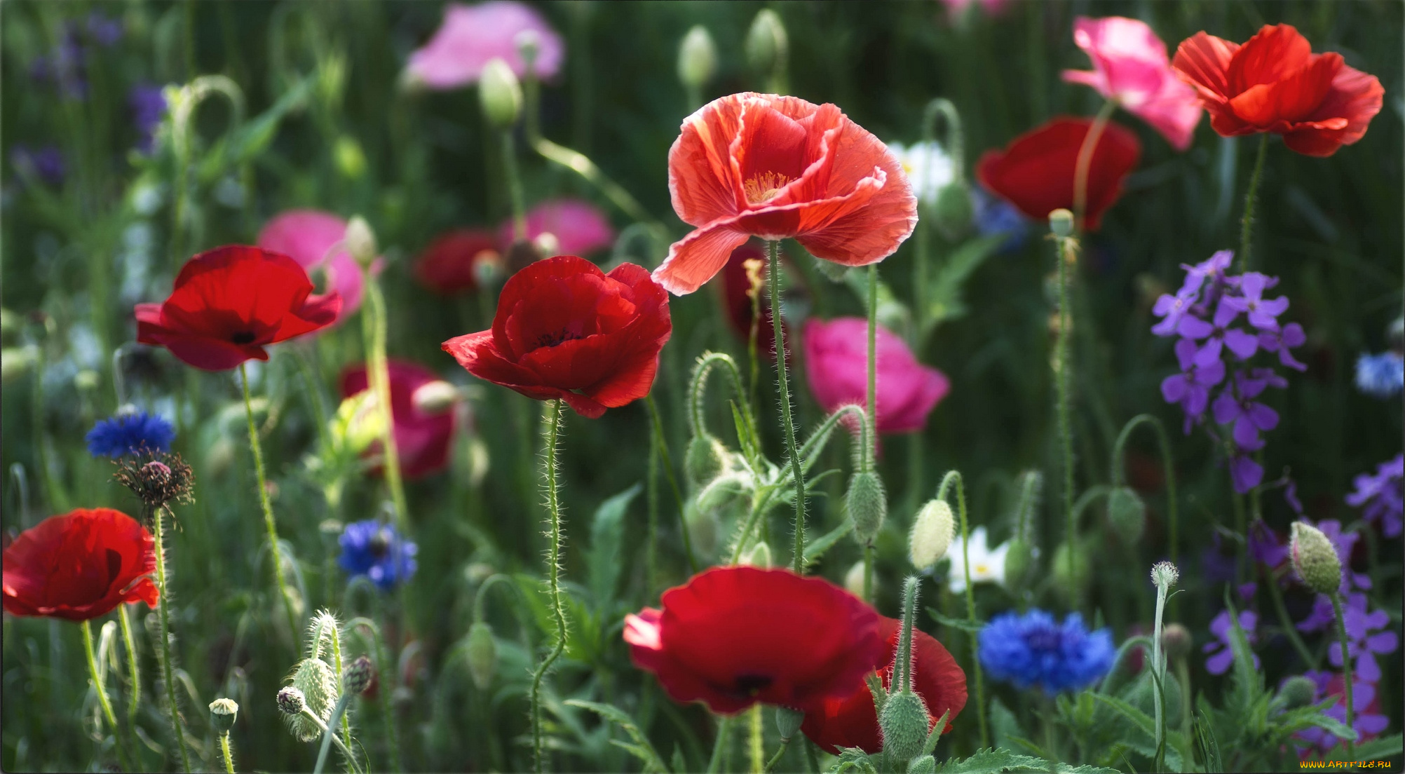 цветы, луговые, полевые, маки, васильки, матиола, луг
