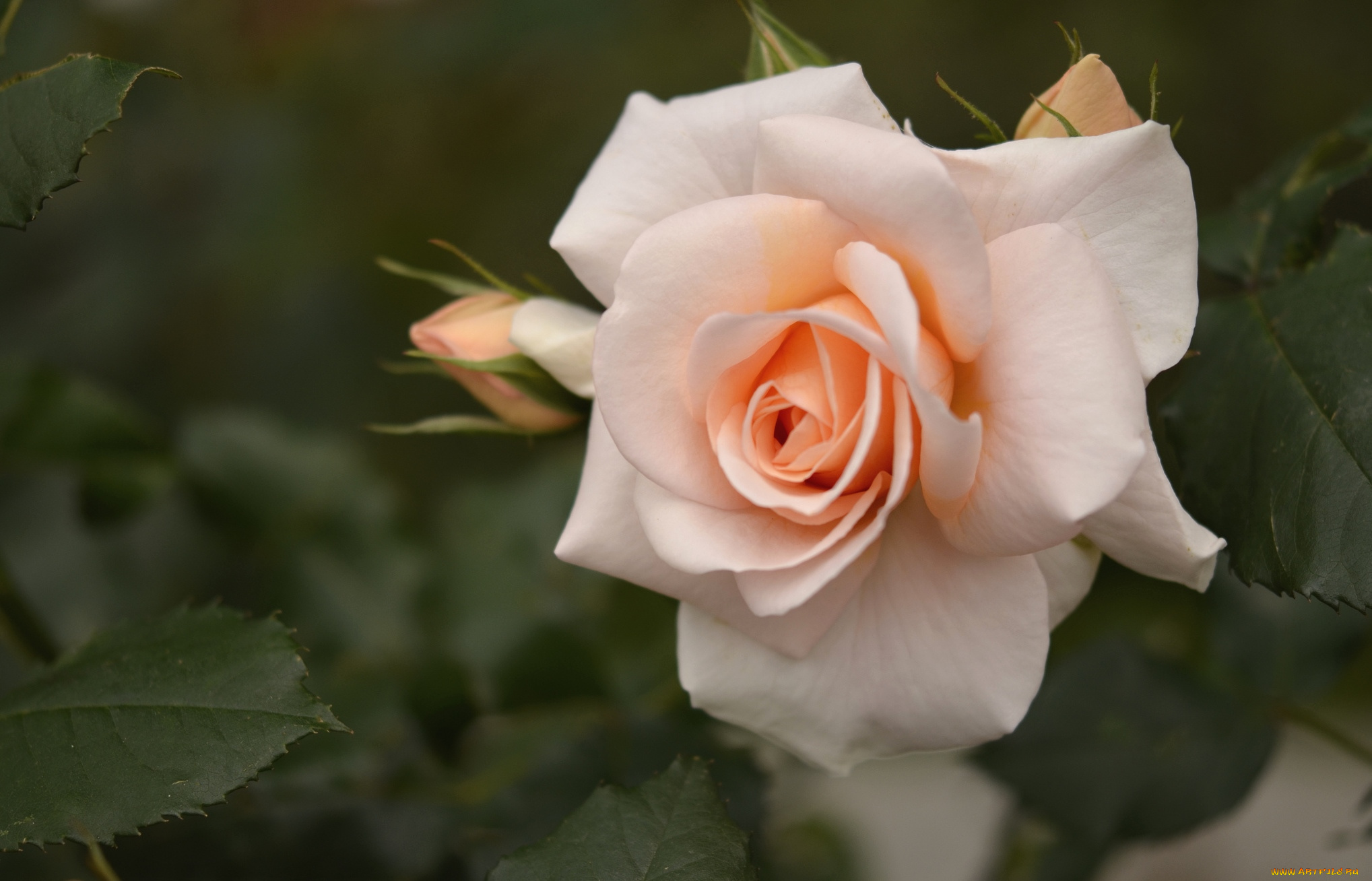 цветы, розы, кремовый