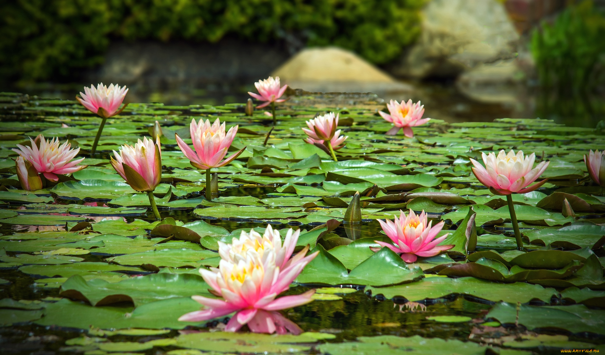 цветы, лилии, водяные, нимфеи, кувшинки, вода, листья, много