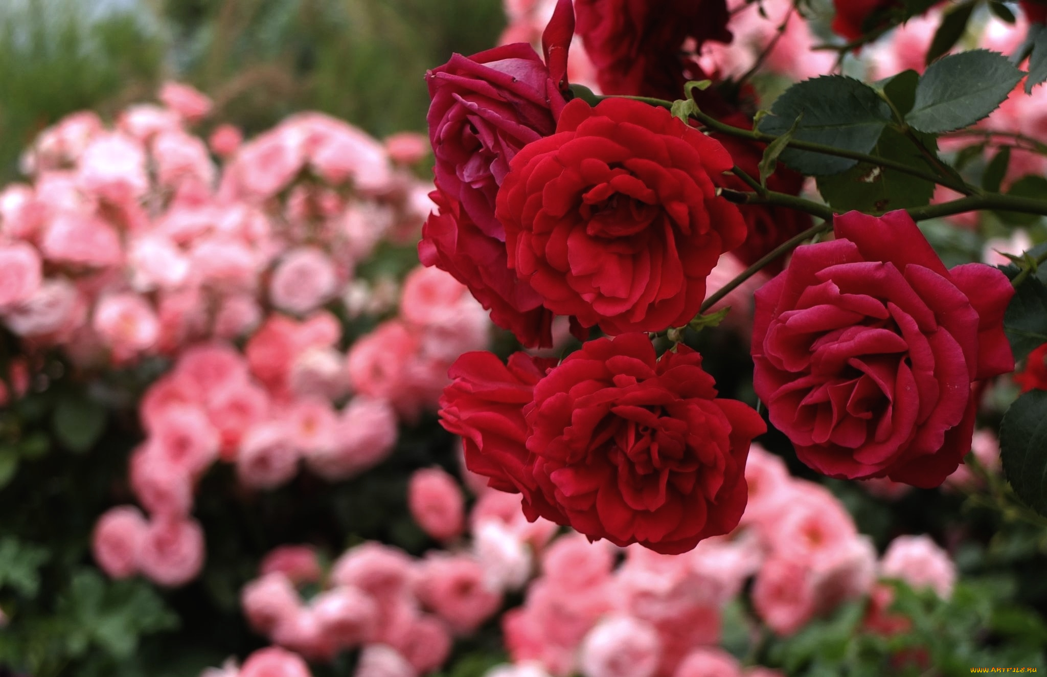 цветы, розы, красный
