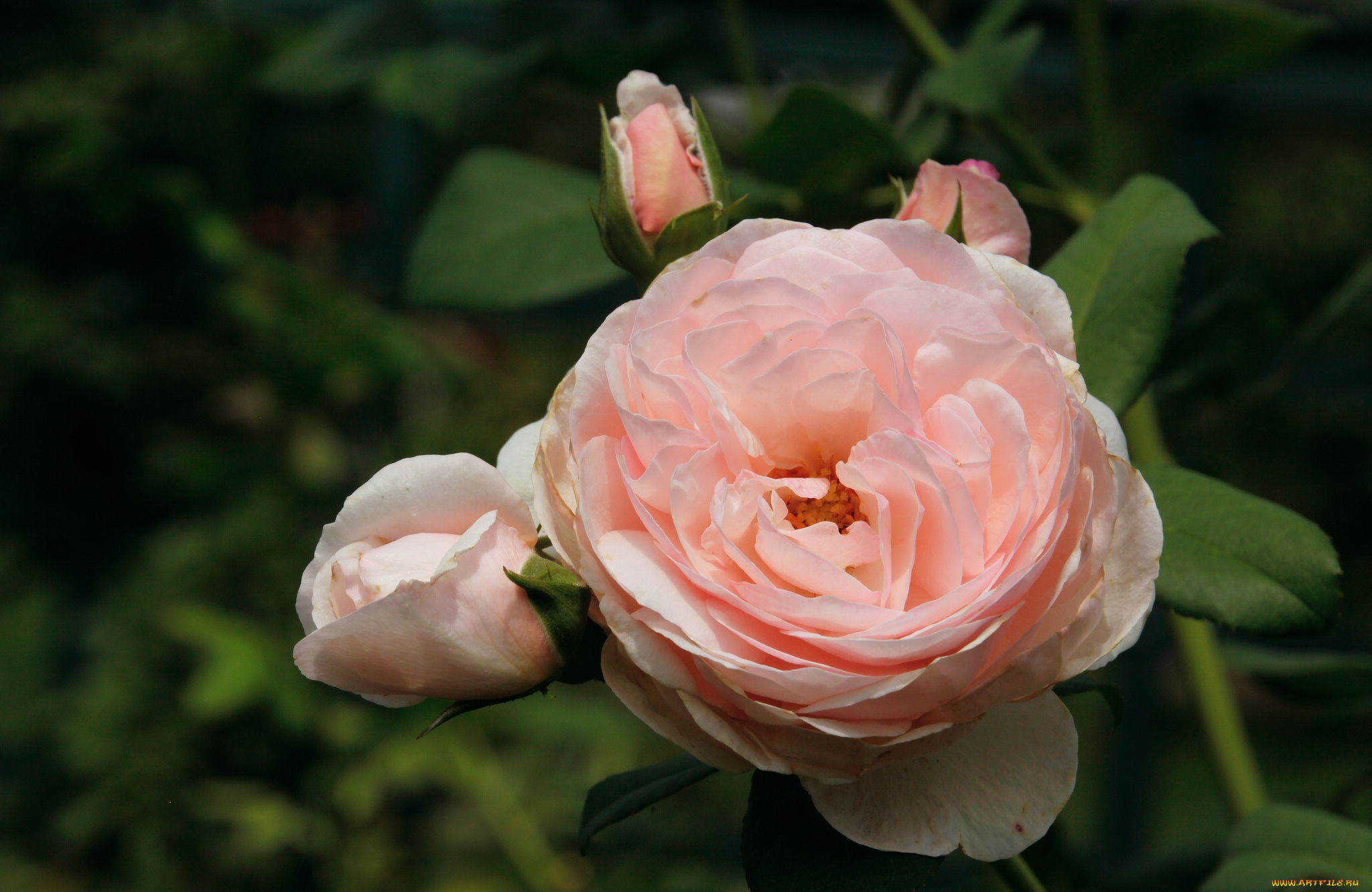 цветы, розы, бутоны, макро