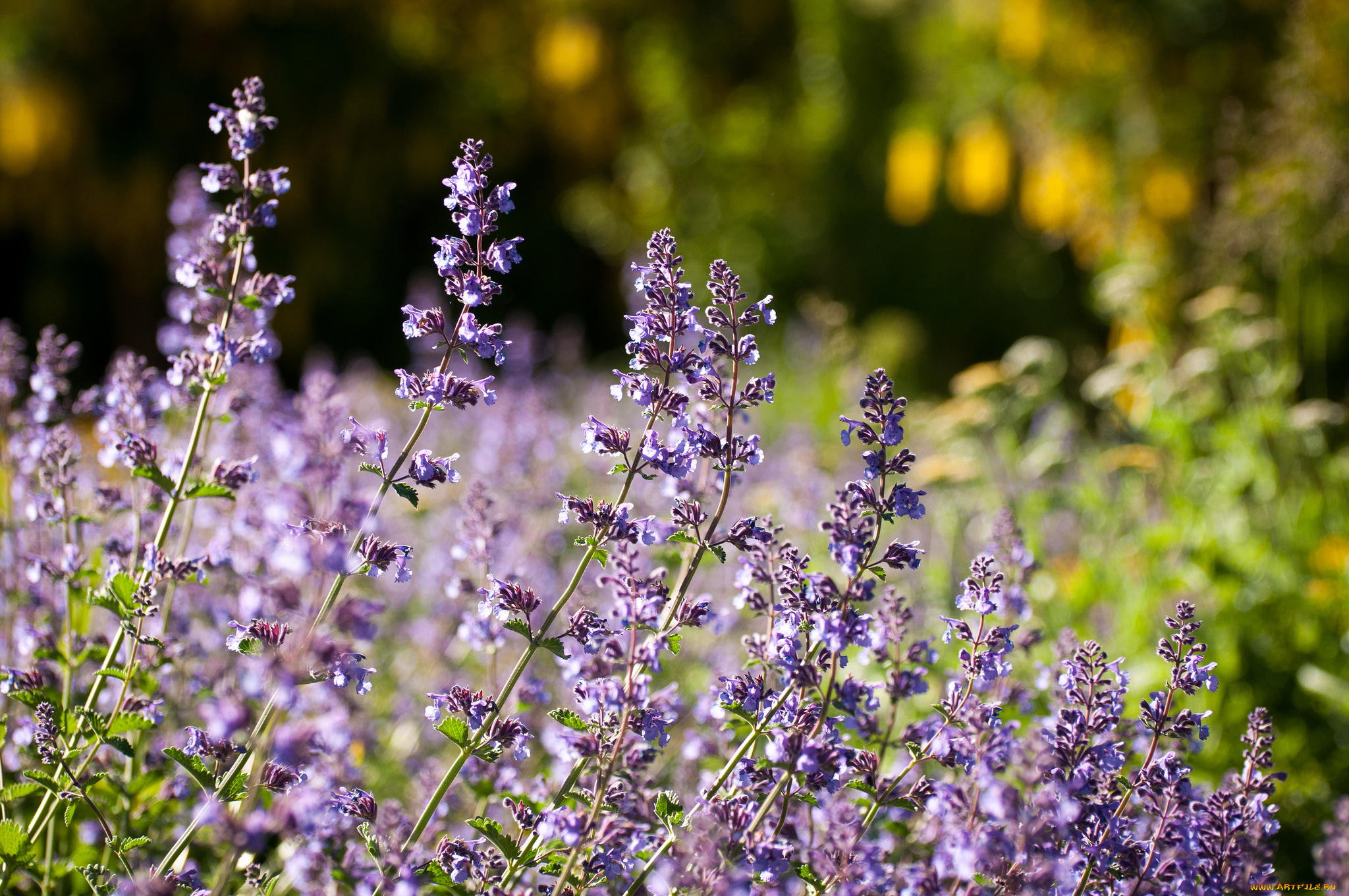 цветы, лаванда, макро