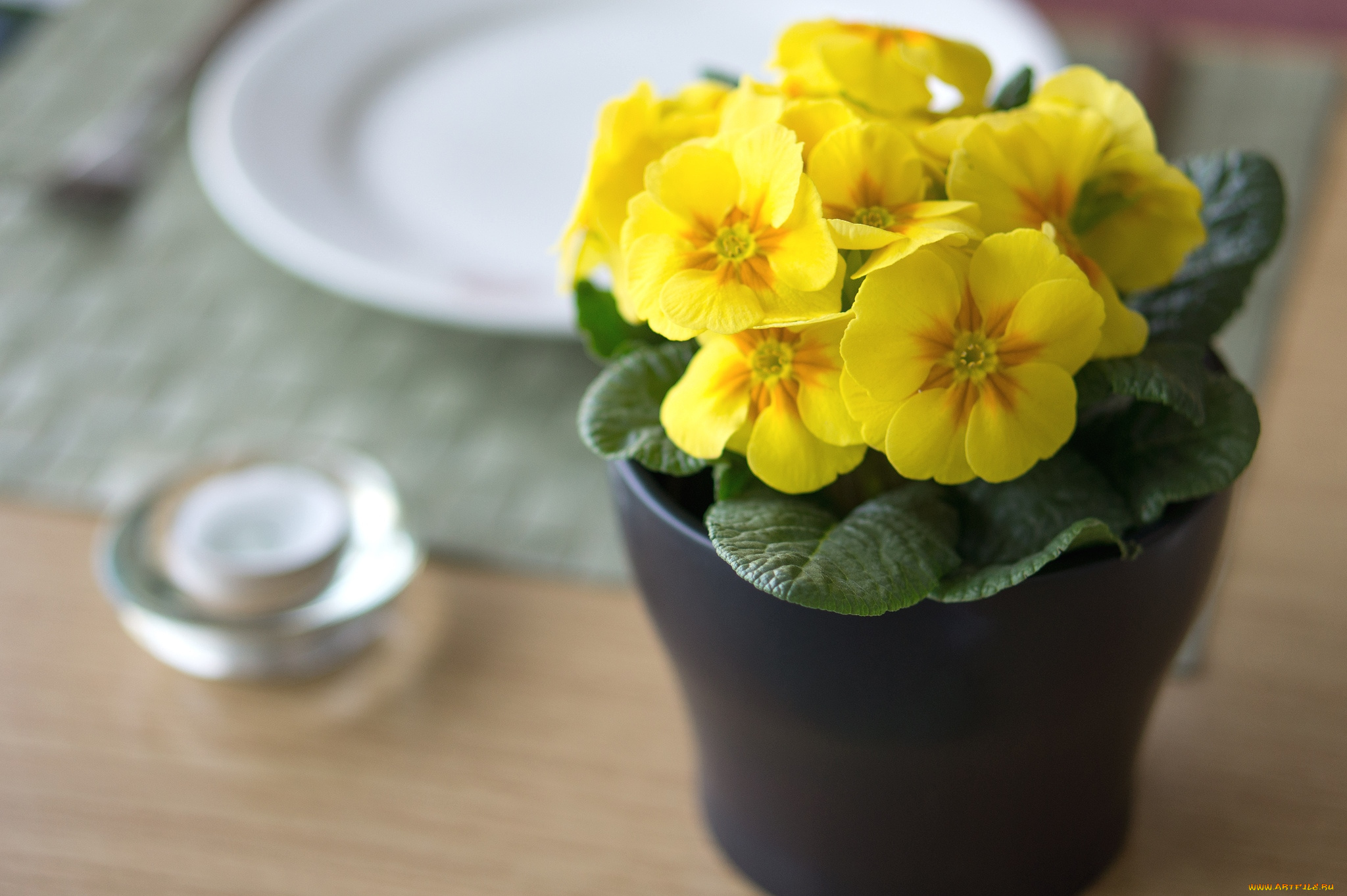 цветы, примулы, желтый, вазон