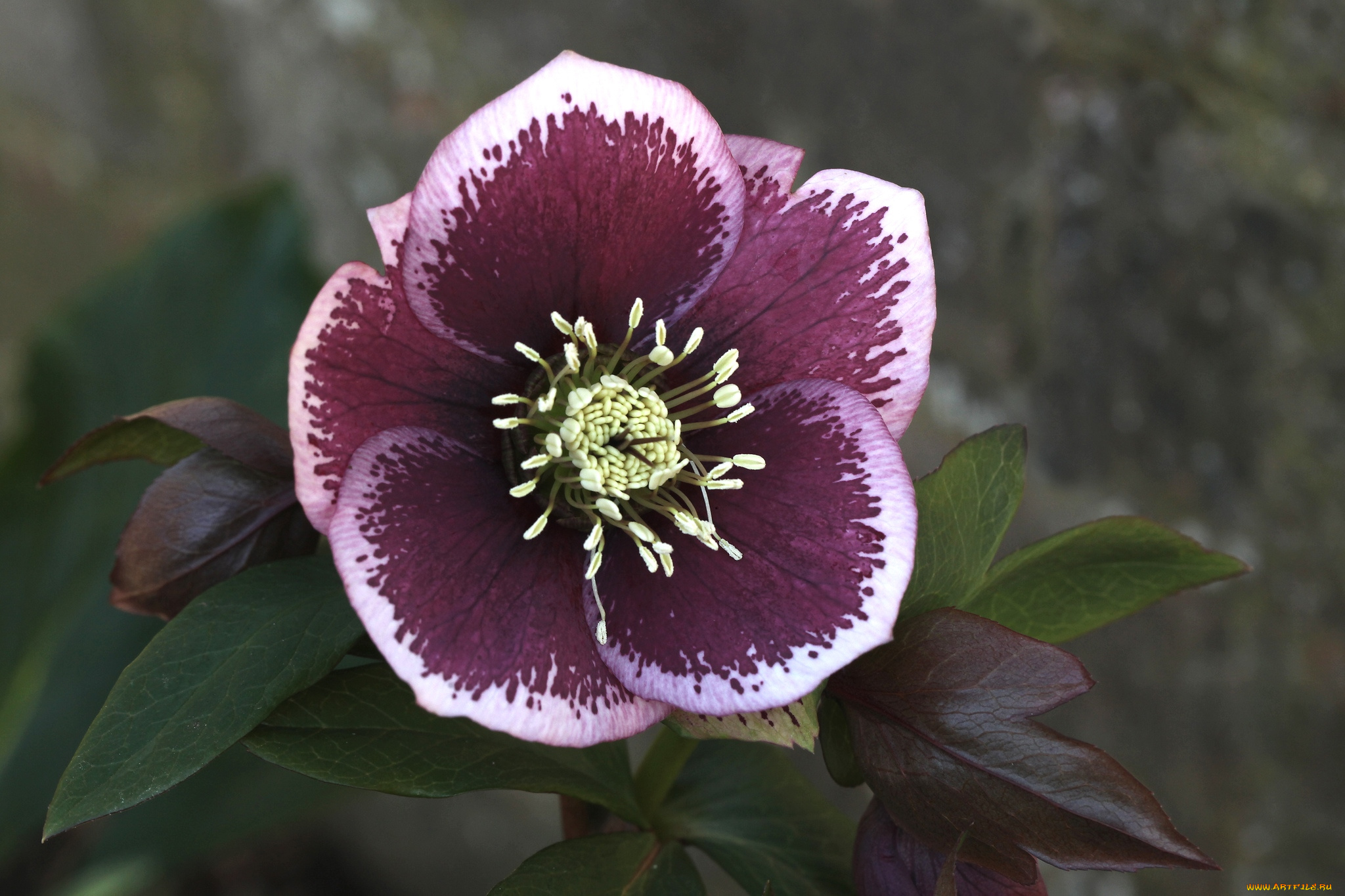 цветы, геллеборус, морозник, окантовка, лиловый