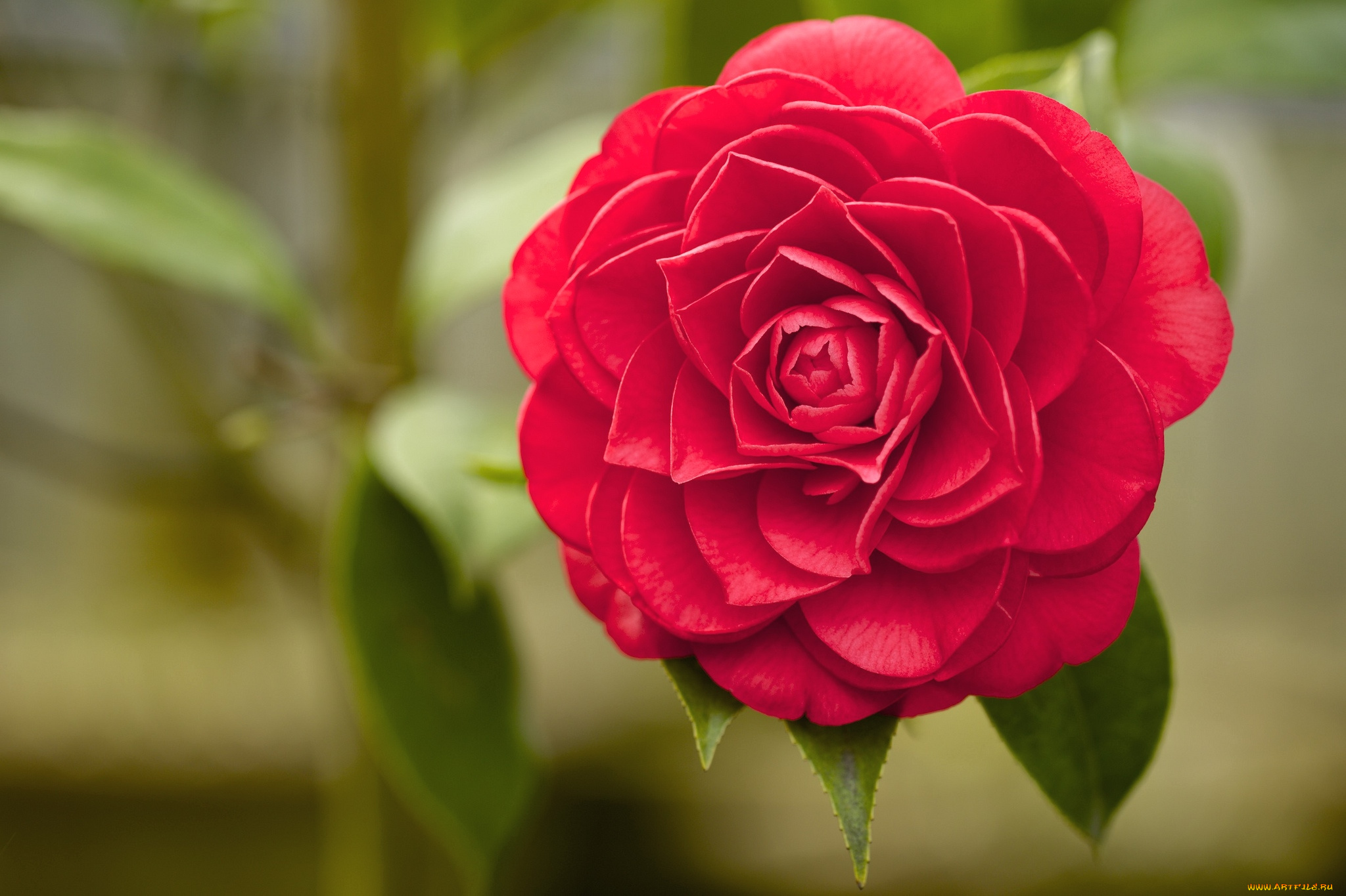 цветы, камелии, красный