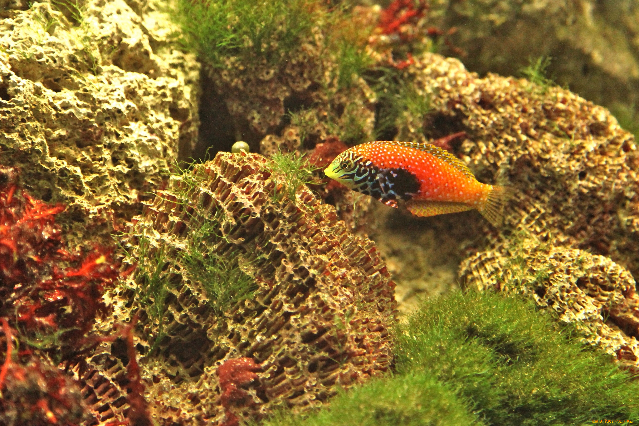 животные, рыбы, морское, дно, губан