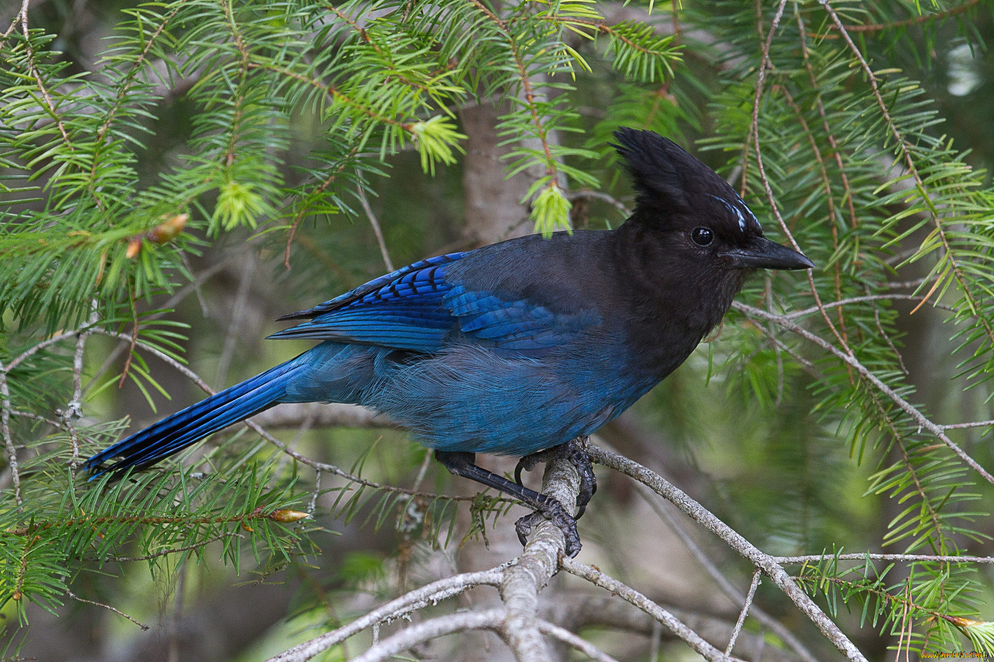 животные, сойки, синий, хохолок