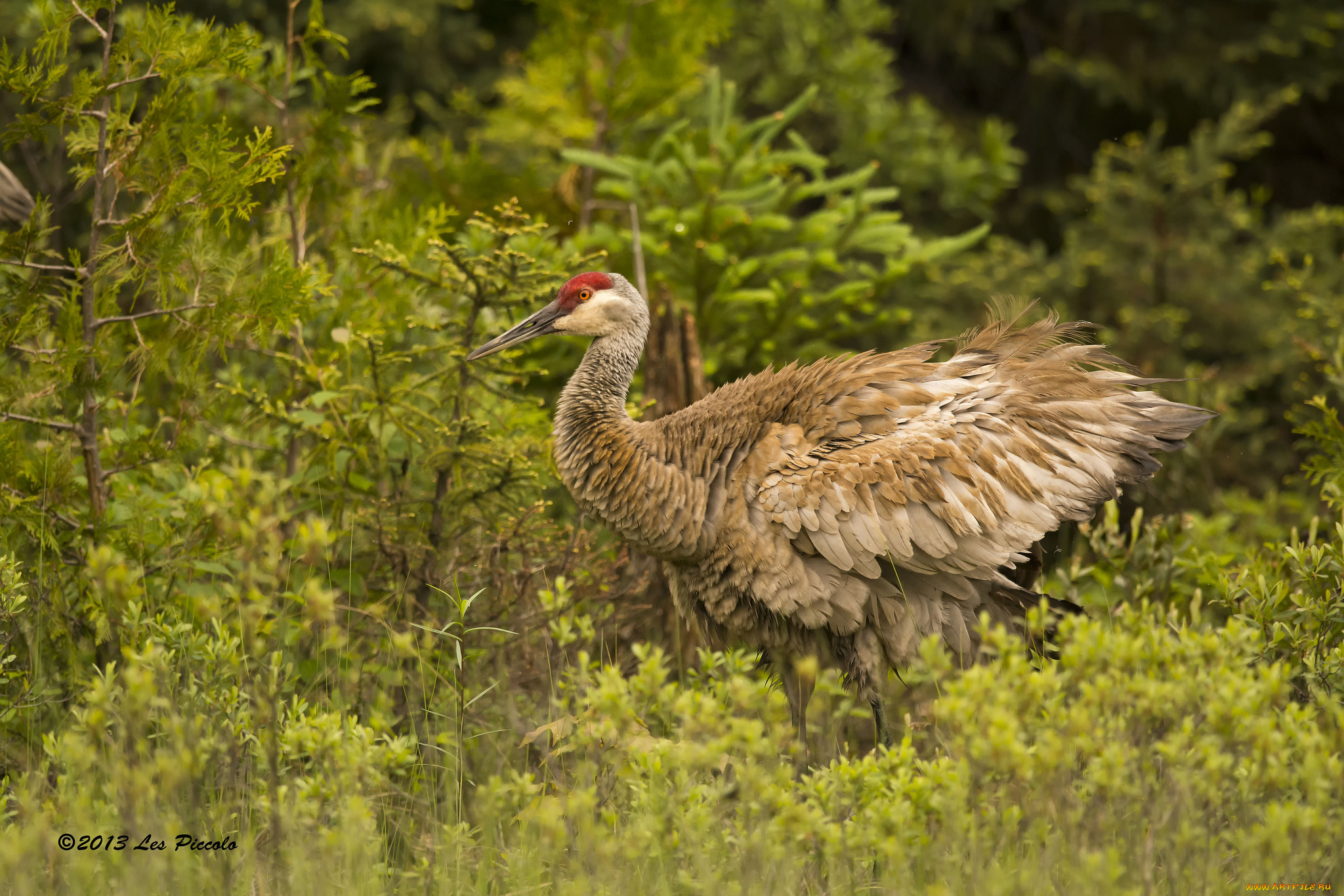 животные, журавли, лес, канадский, журавль