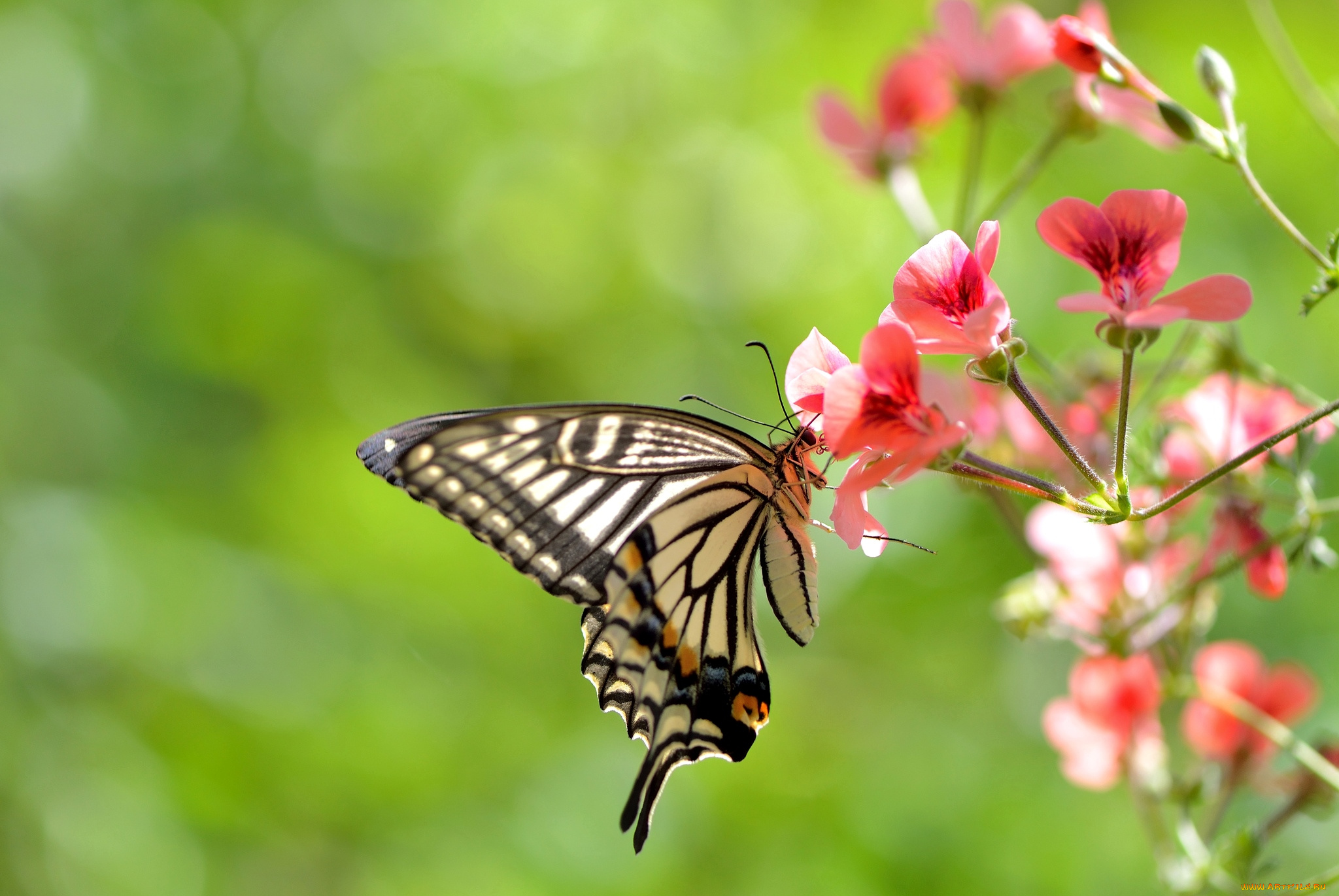 животные, бабочки, цветы, крылья