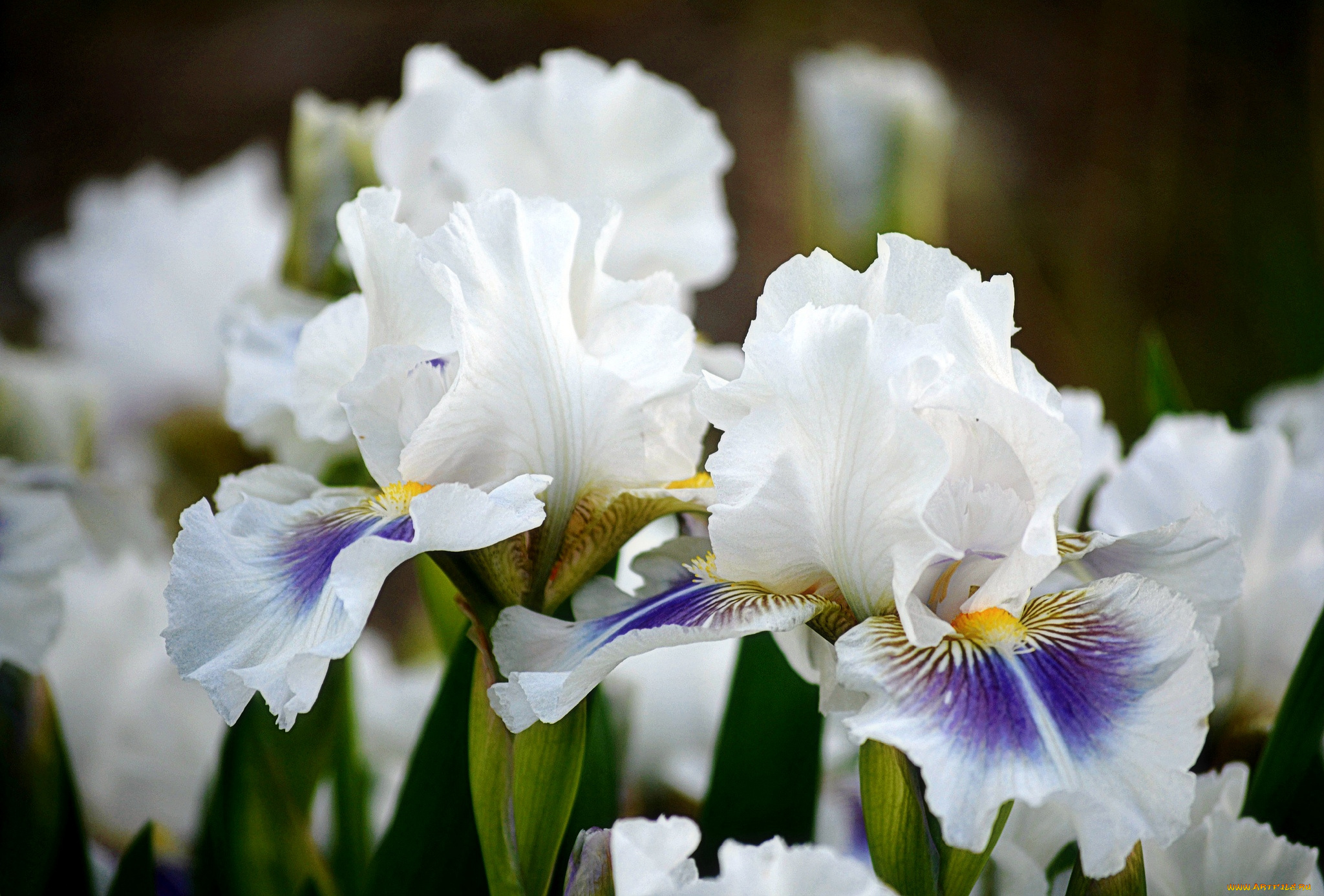 цветы, ирисы, белый