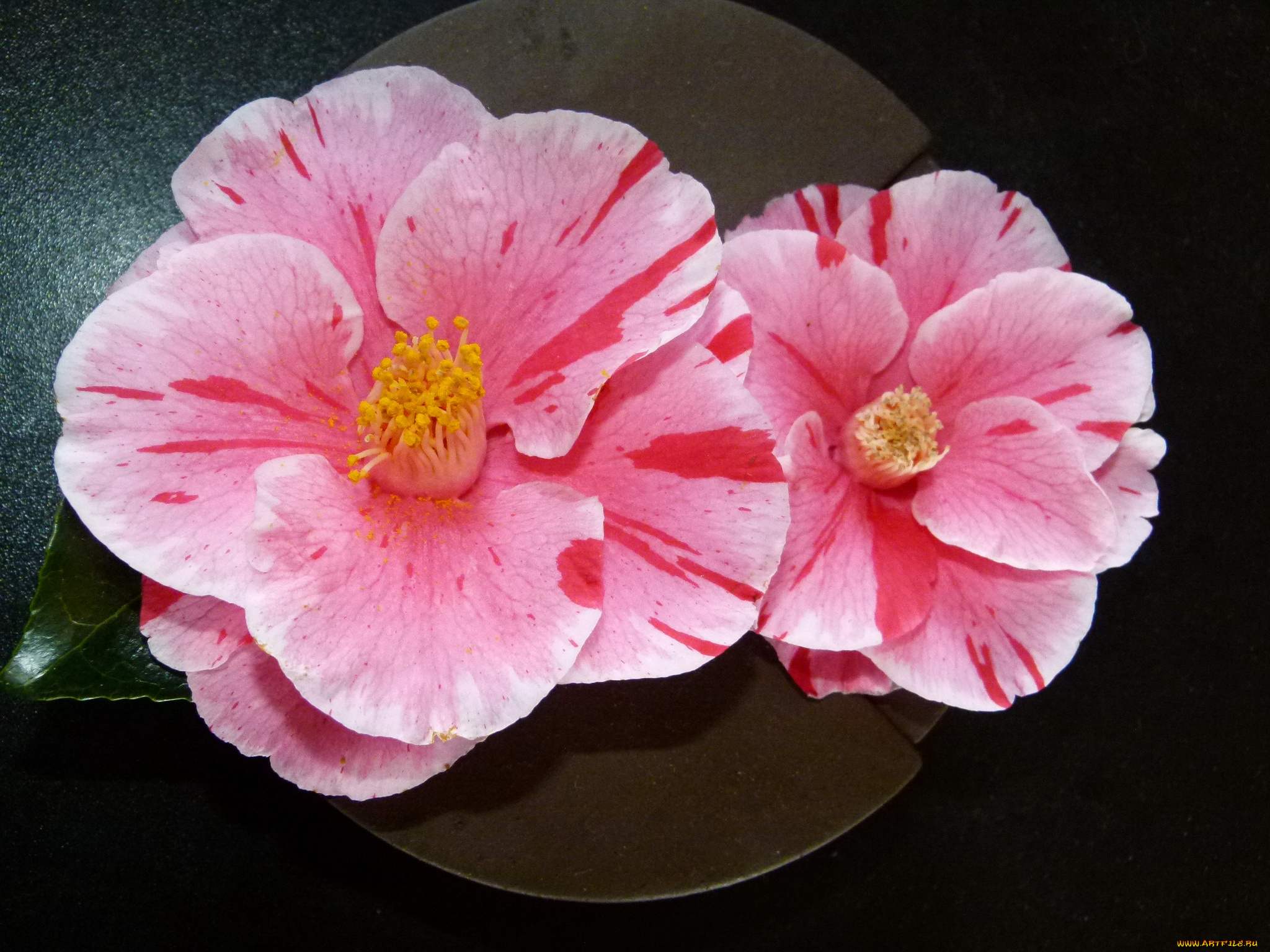 цветы, камелии, камелия