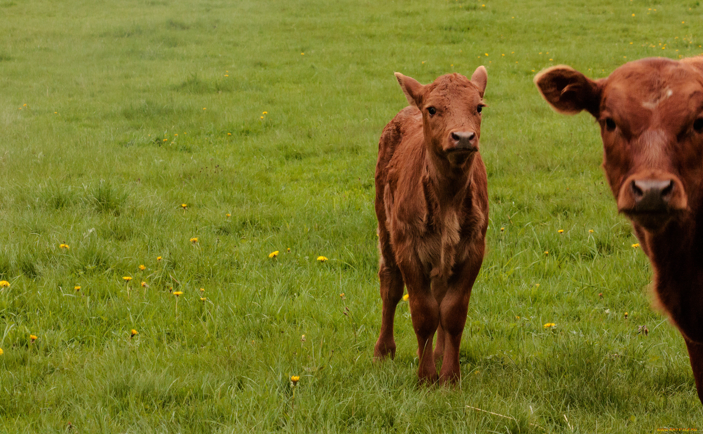 животные, коровы, буйволы, теленок
