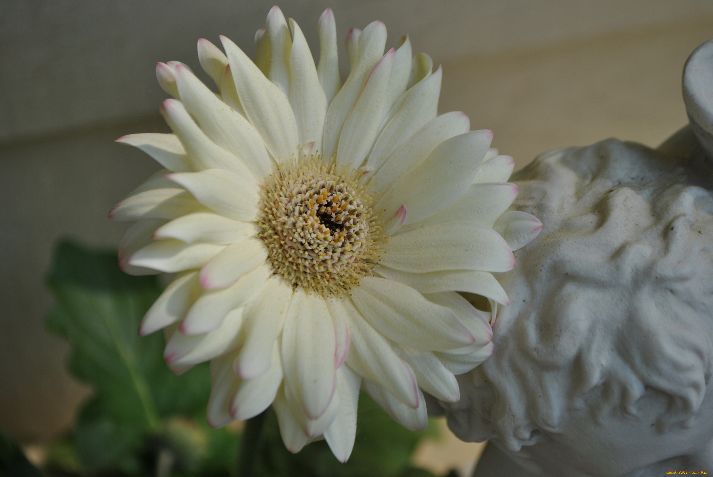 цветы, герберы, лепестки