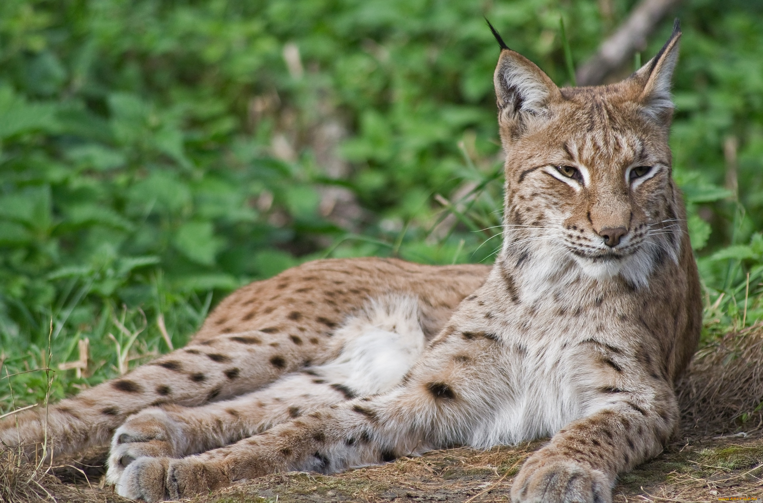 животные, рыси, рысь, кошка, лежит