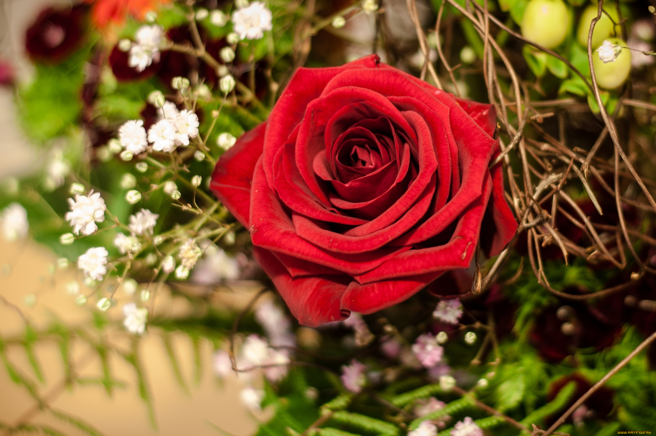 цветы, розы, гипсофила