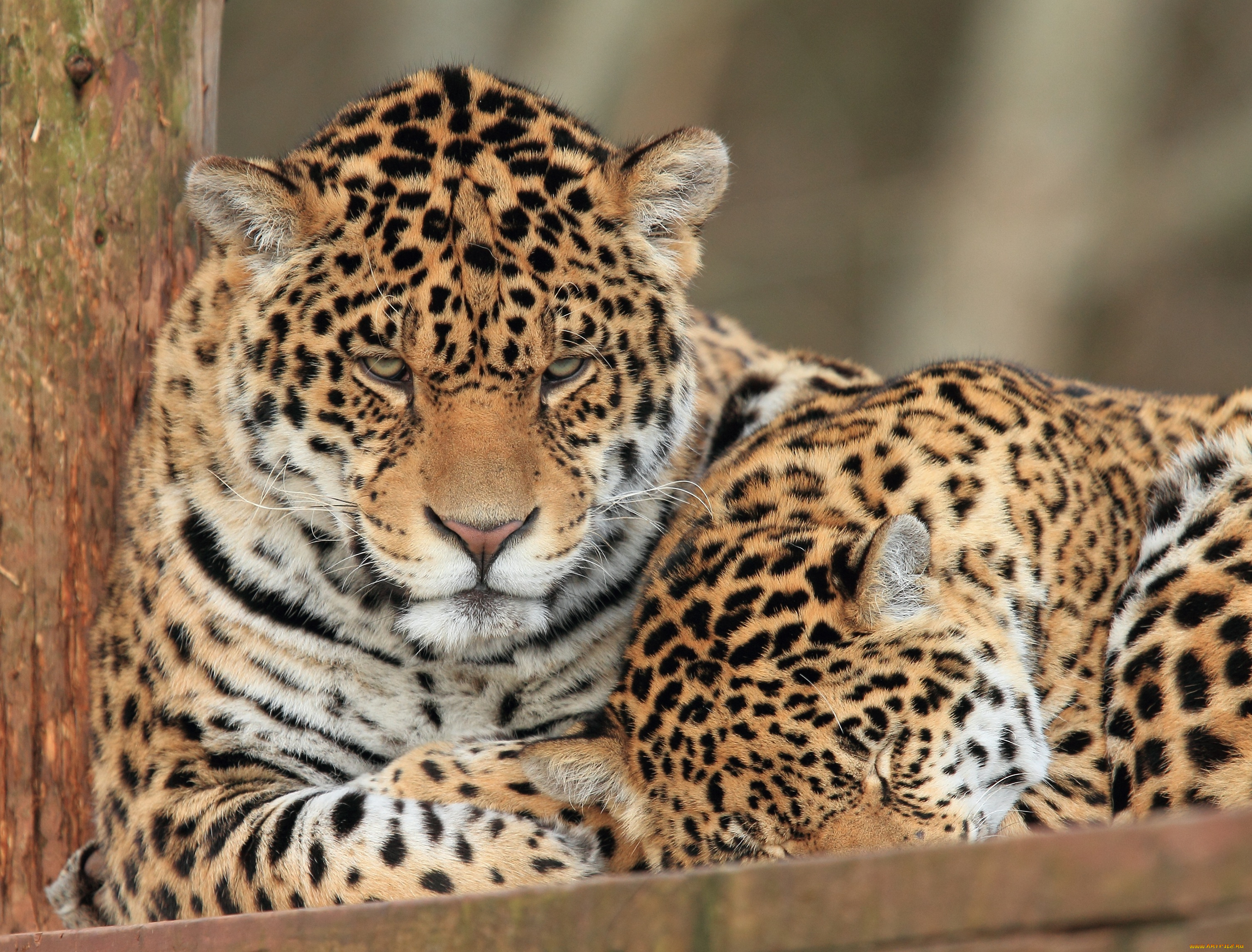 животные, Ягуары, ягуары, пара