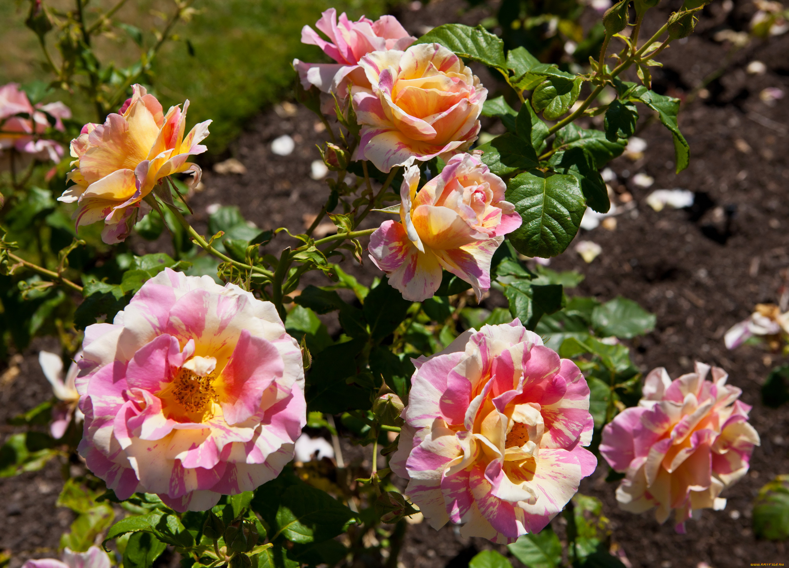 цветы, розы