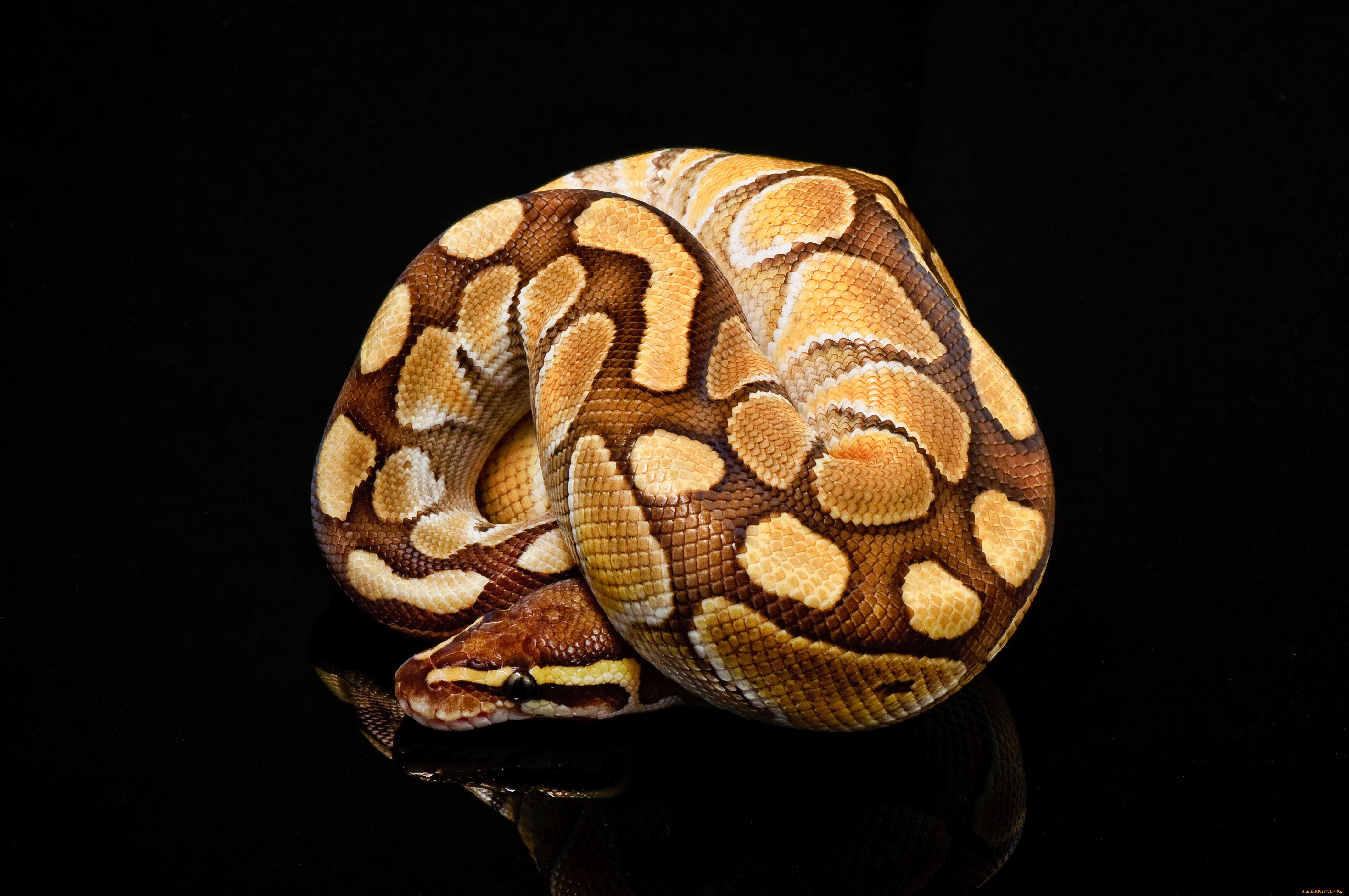 животные, змеи, питоны, кобры, пятна