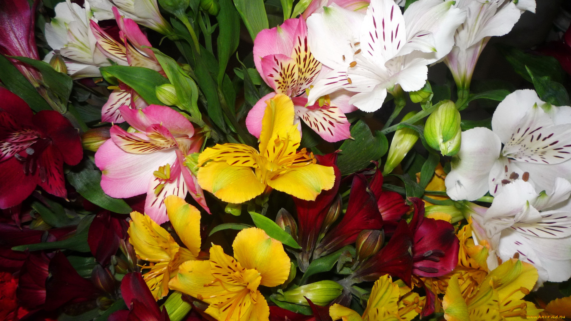 цветы, альстромерия, белые, красные, альстромерии, много