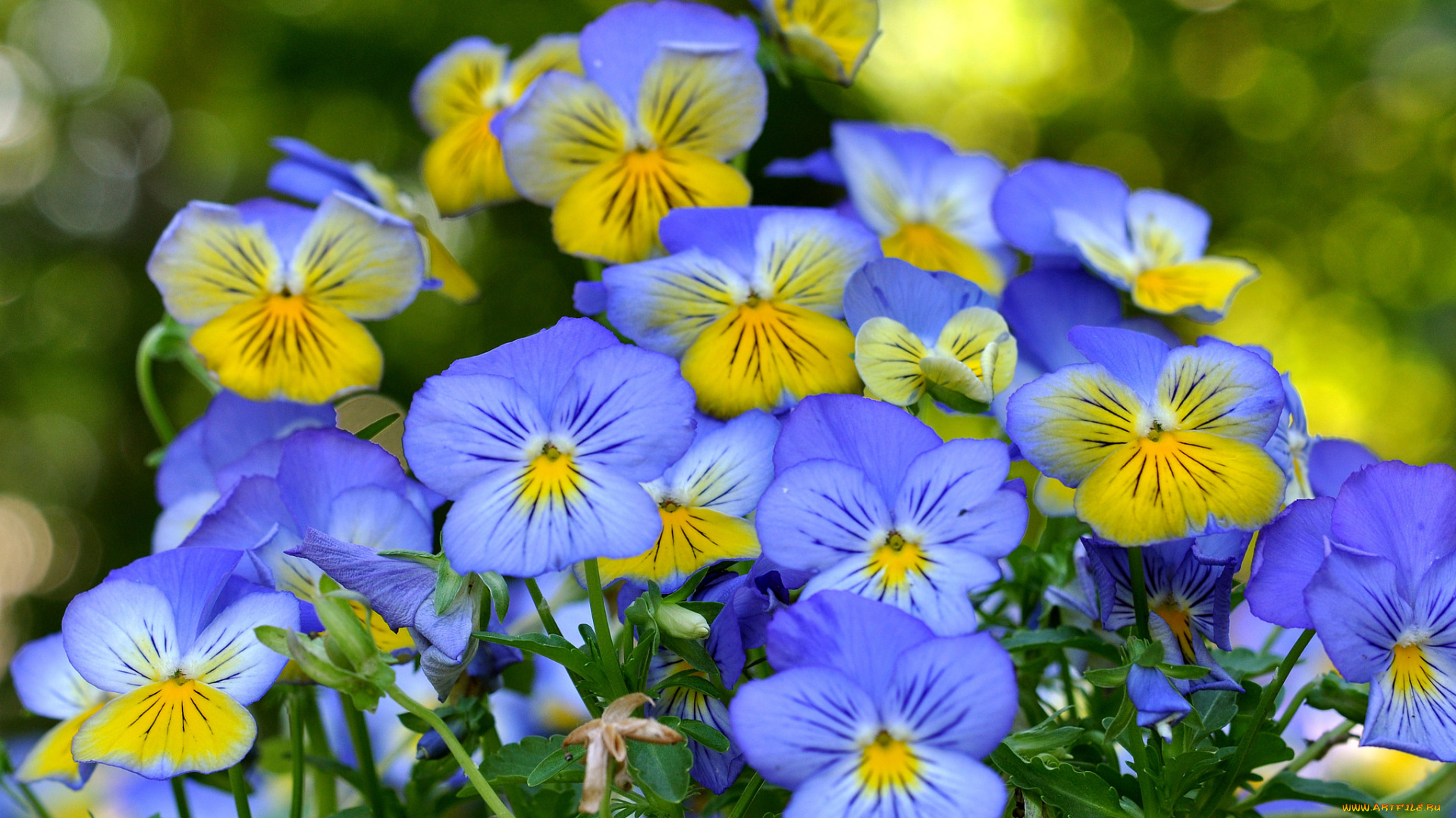 цветы, анютины, глазки, , садовые, фиалки, виола