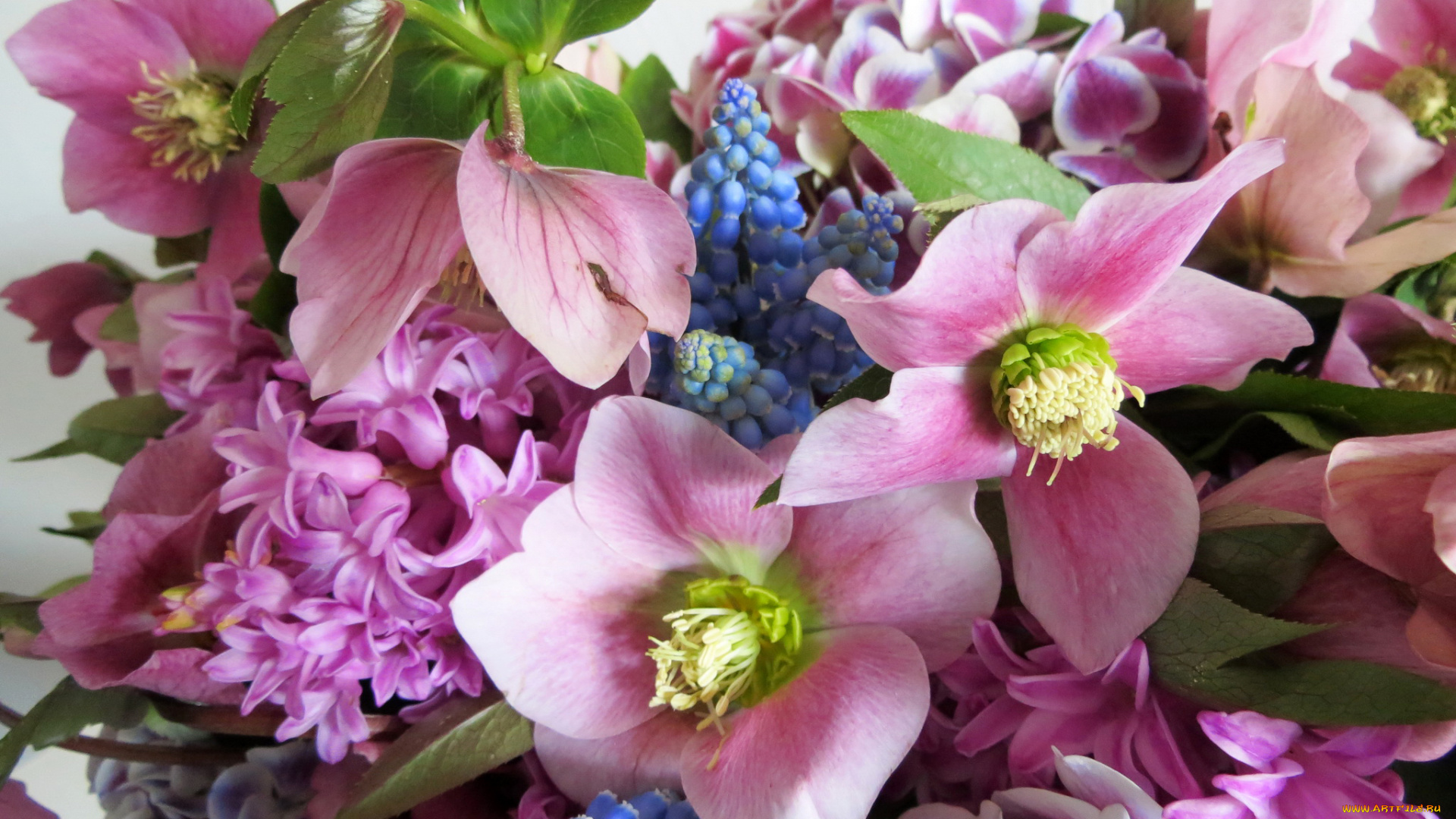 цветы, букеты, , композиции, гиацинты, нelleborus, морозник, букет