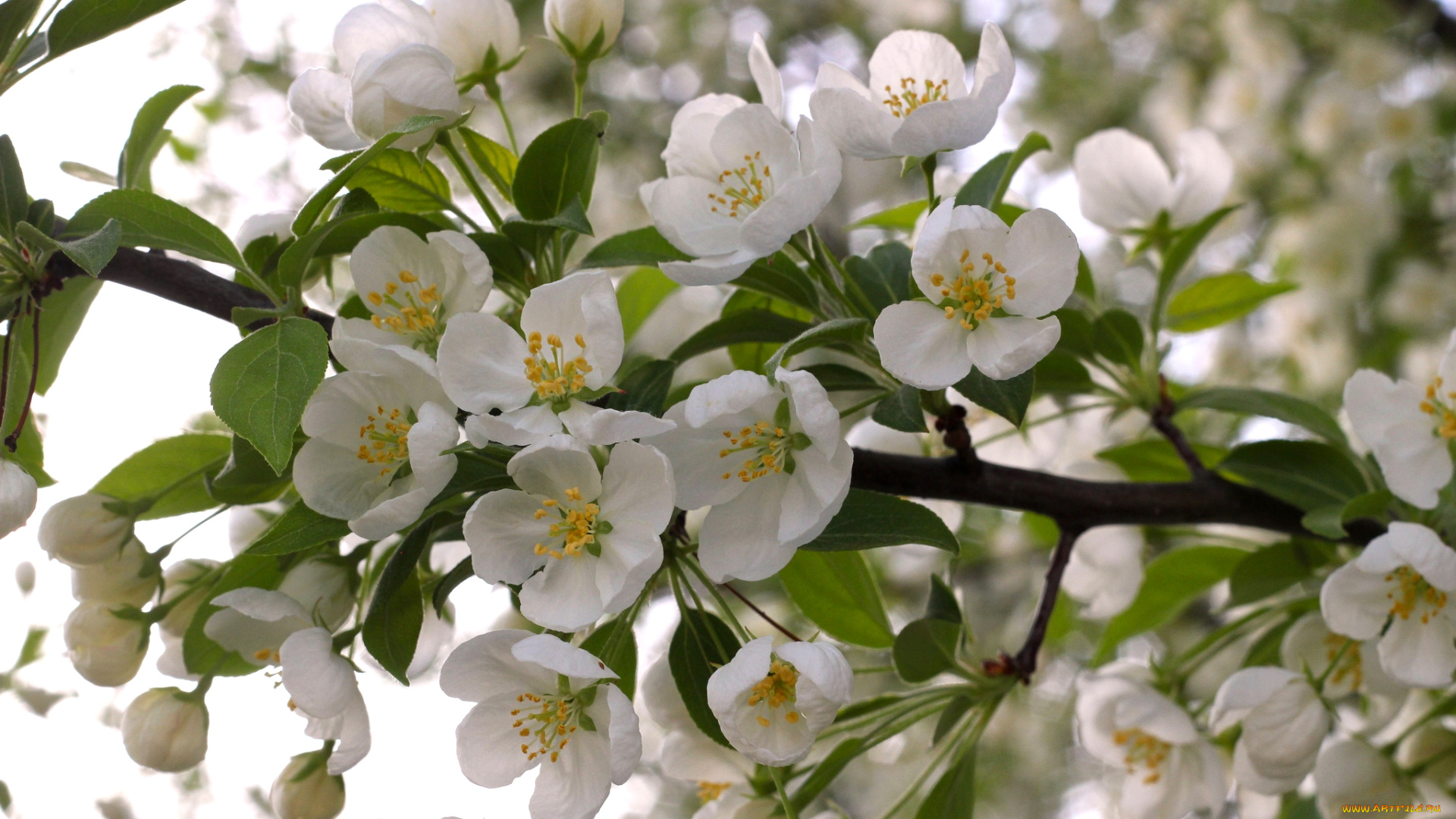 цветы, цветущие, деревья, , , кустарники, весна