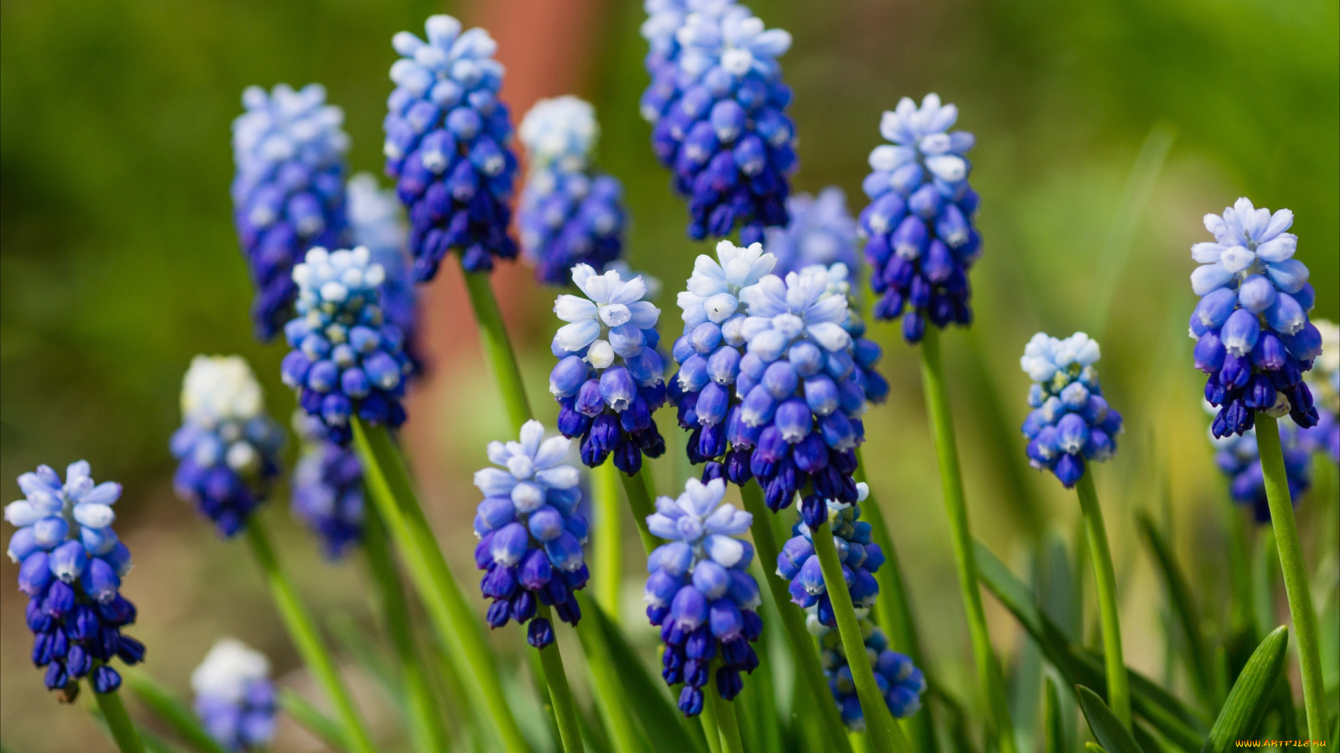 цветы, гиацинты, мускари