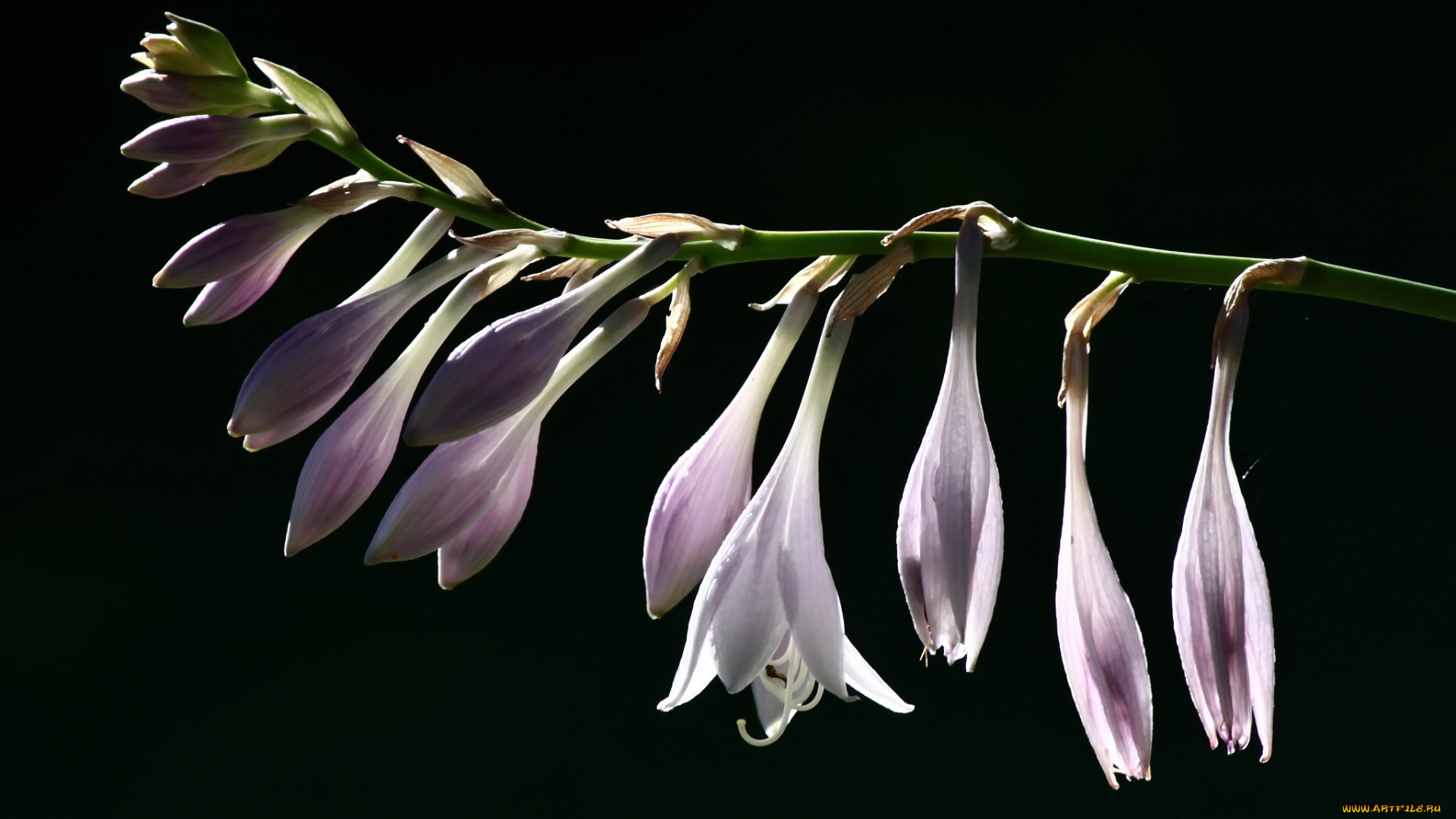 цветы, хоста, ветка