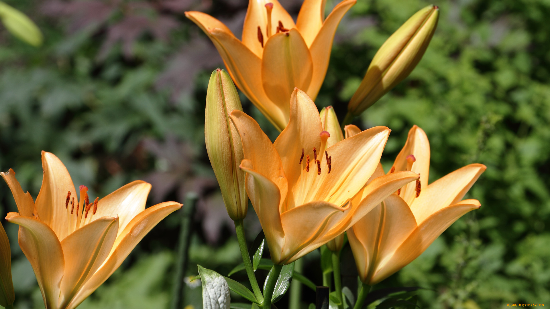 цветы, лилии, , лилейники, бутоны