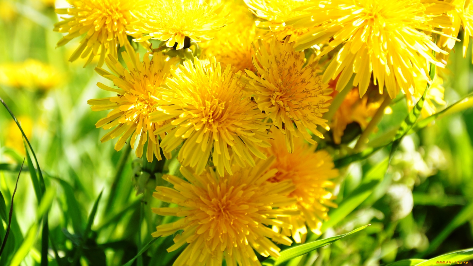 цветы, одуванчики, желтый