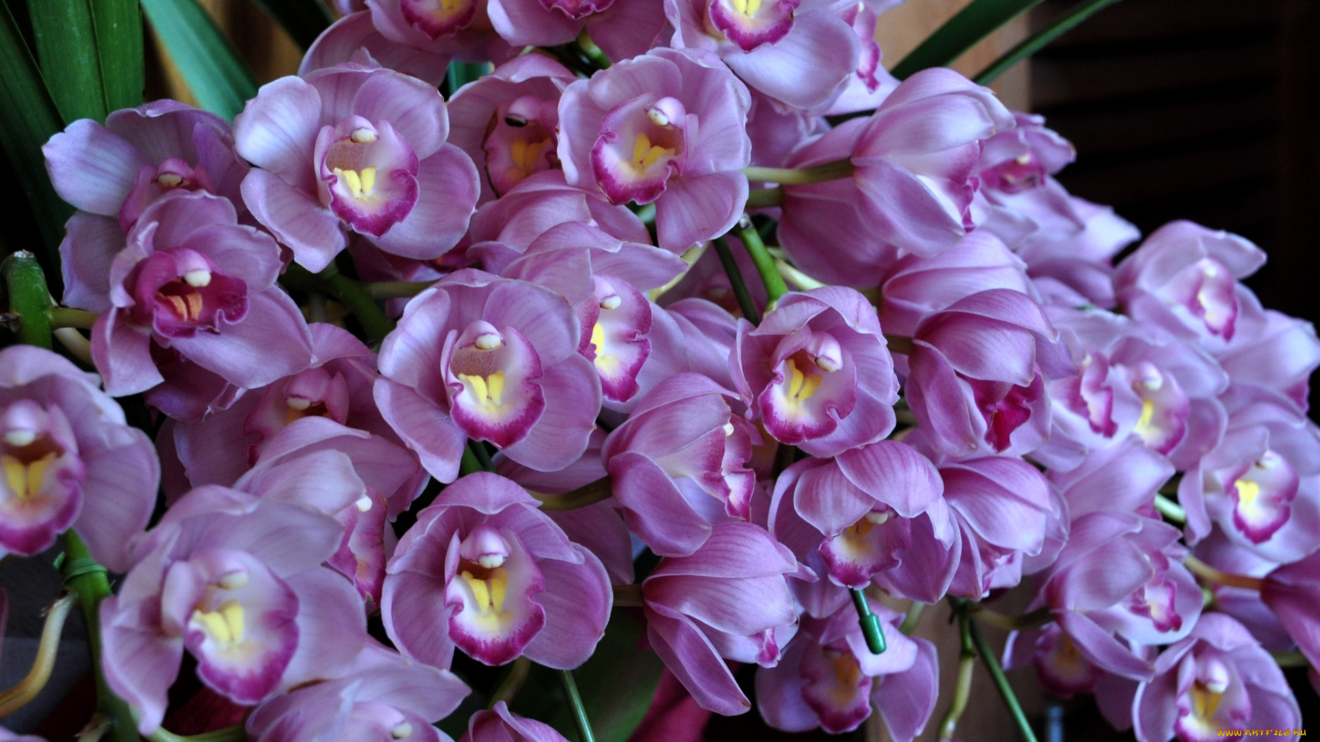 цветы, орхидеи, экзотика